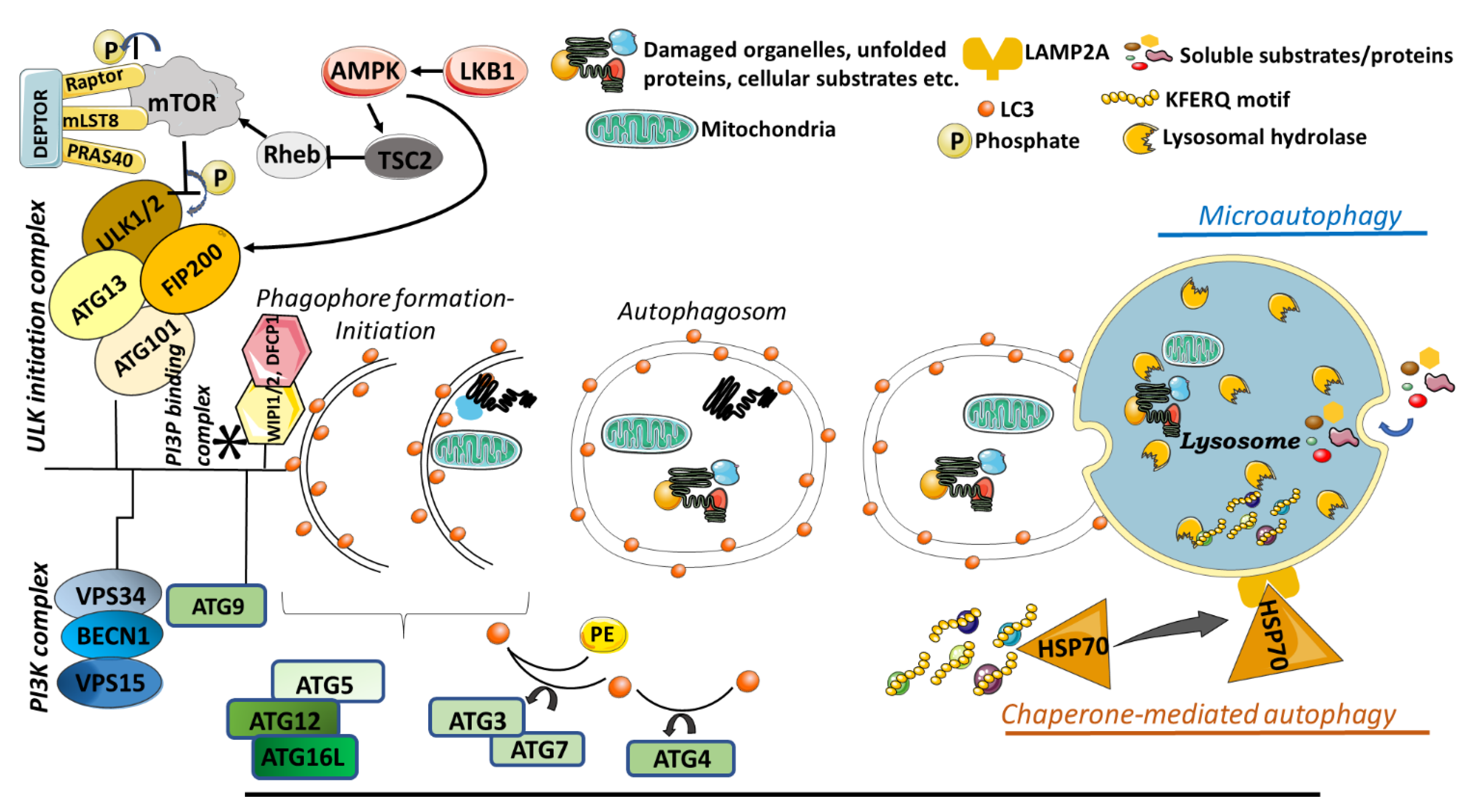 Cells Free FullText Protein Kinase C Isozymes and Autophagy during