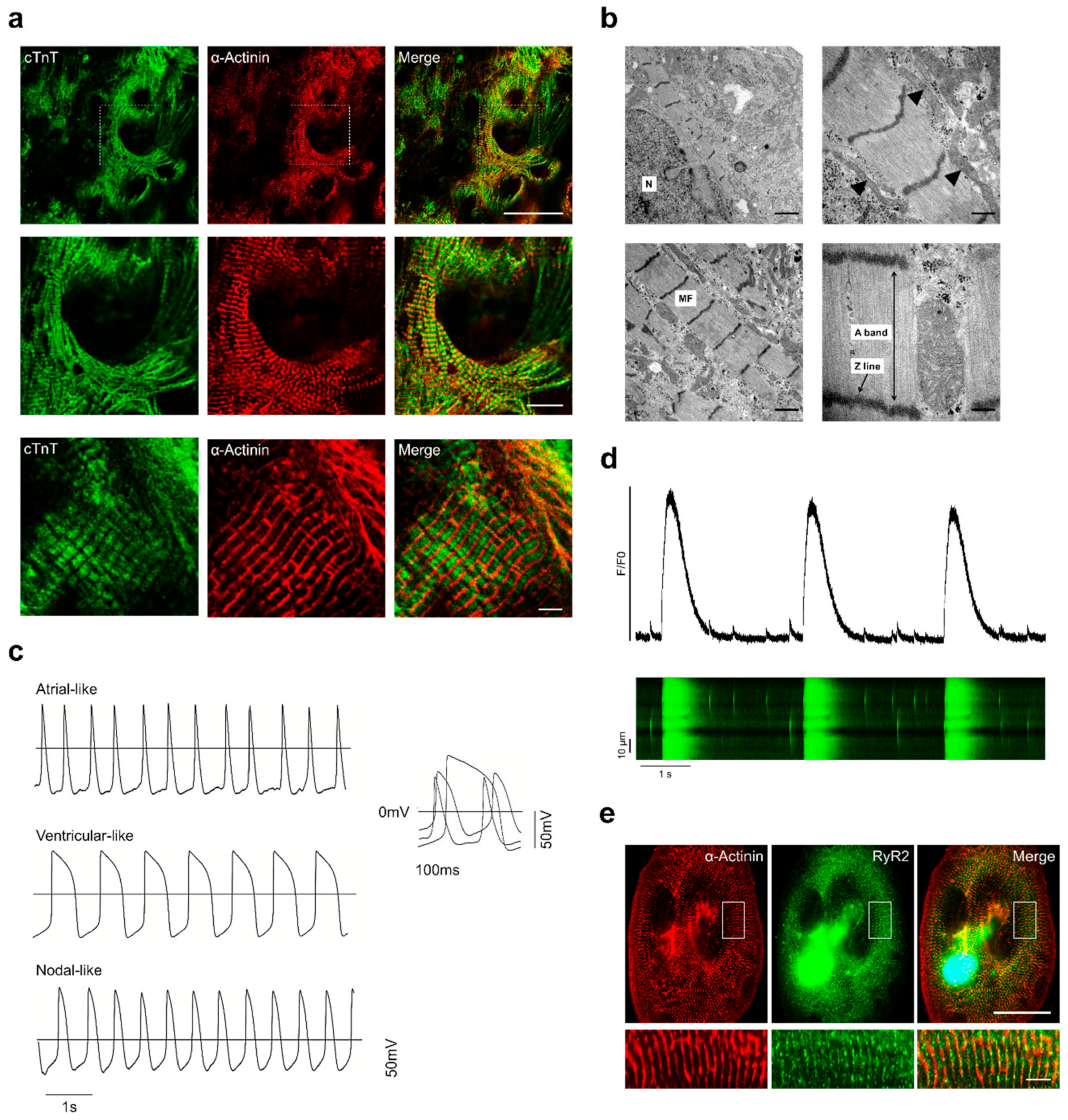 Cells 09 00554 g003 Cells 09 00554 g003