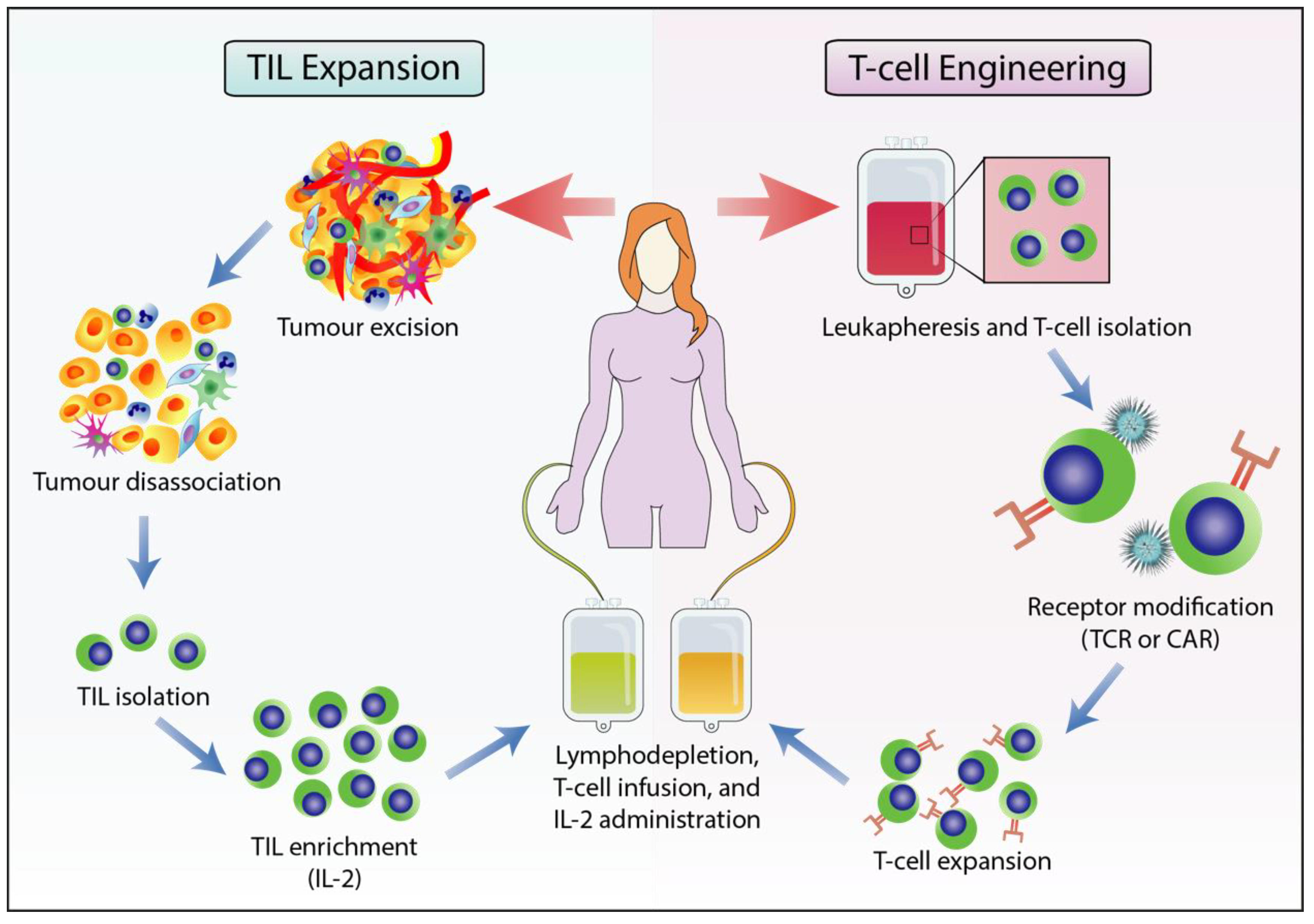 Suppressor T Cells Biology Diagrams