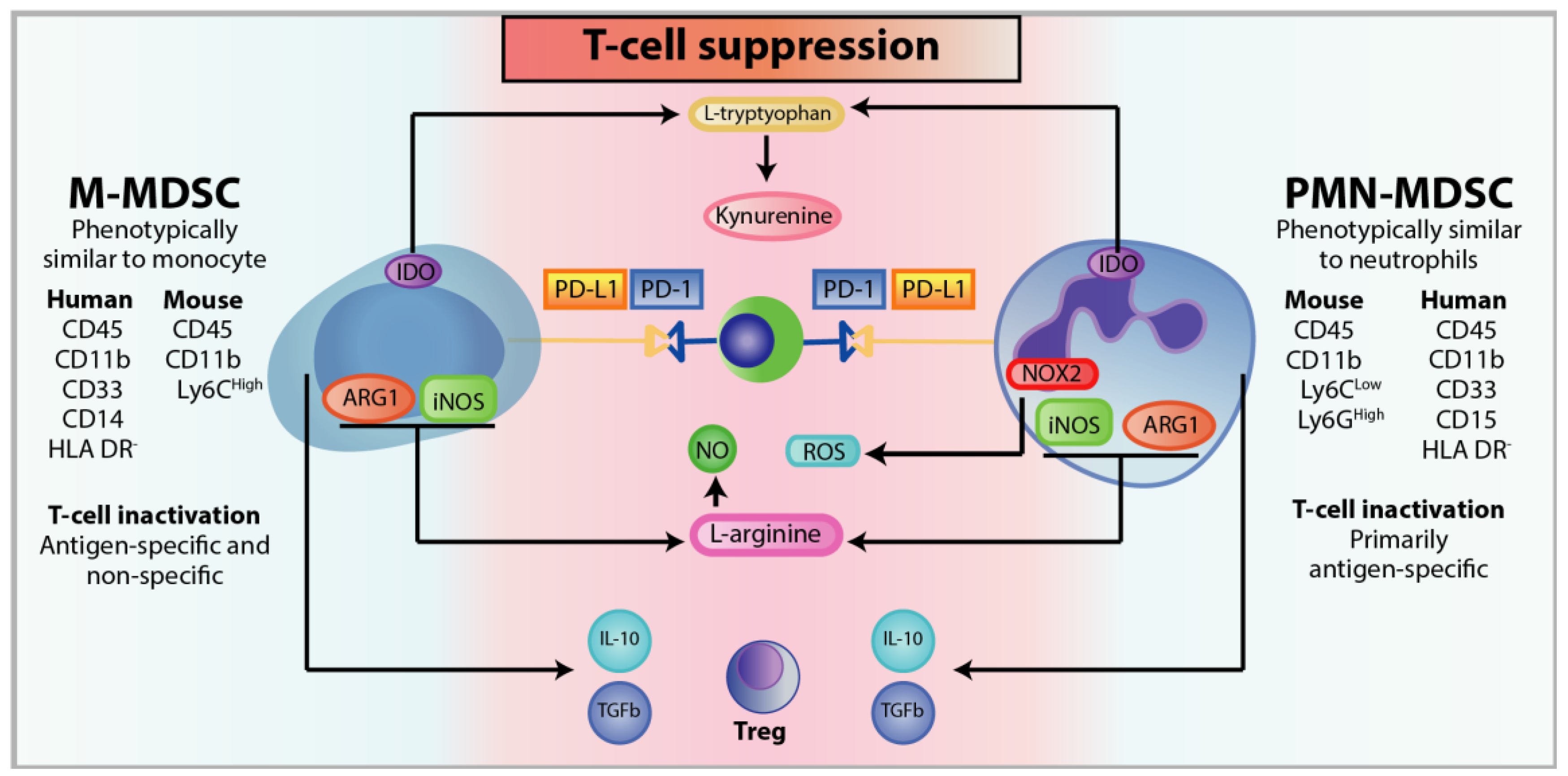 Cells 09 00561 g005