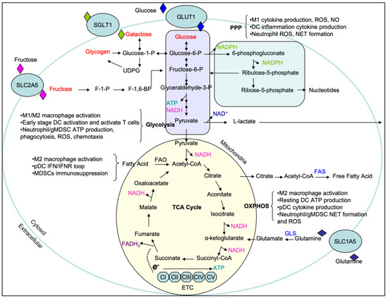 Cells Free Full Text Carbohydrate And Amino Acid Metabolism As Hallmarks For Innate Immune Cell Activation And Function
