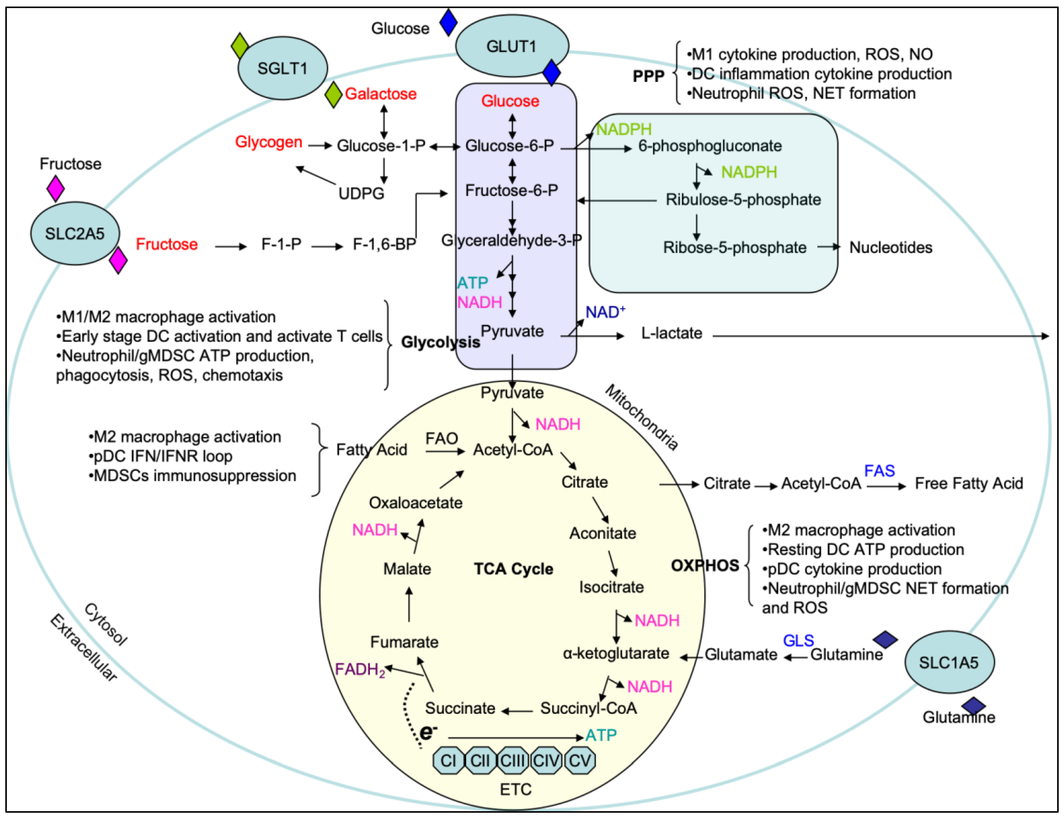 Carbohydrate metabolism enzymes