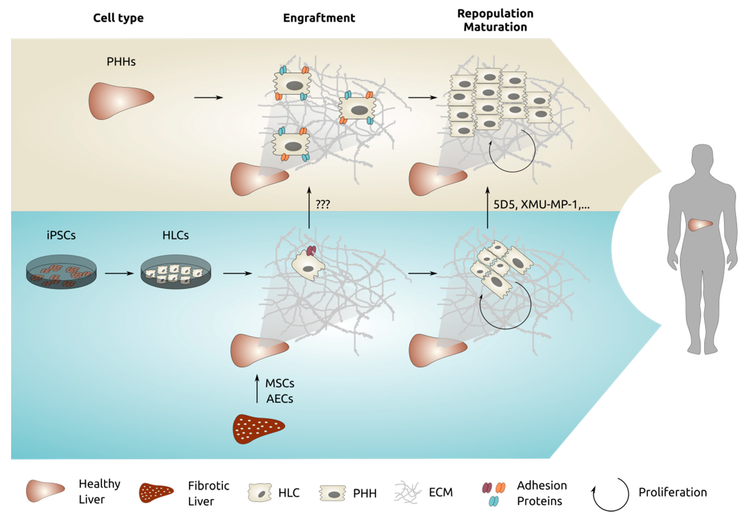 Cells 09 00566 g002