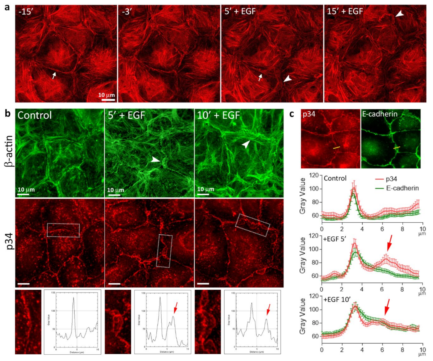Cells | Free Full-Text | Early Events in Actin Cytoskeleton Dynamics