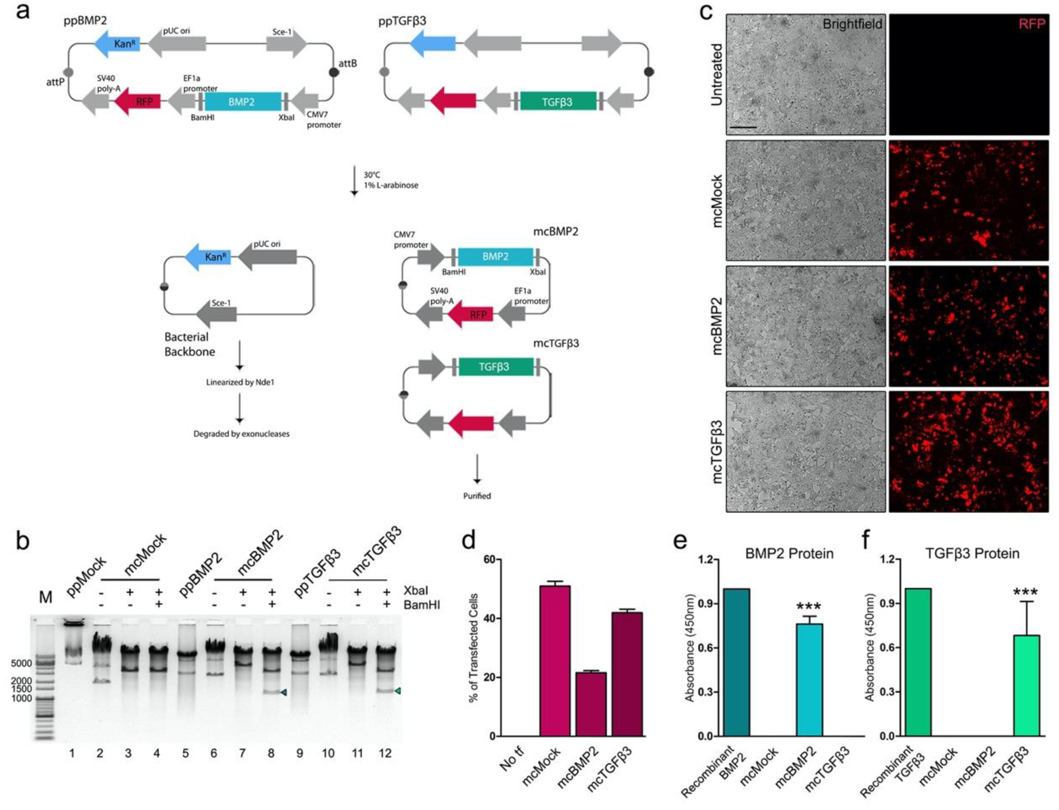 Cells 09 00582 g001 Cells 09 00582 g001