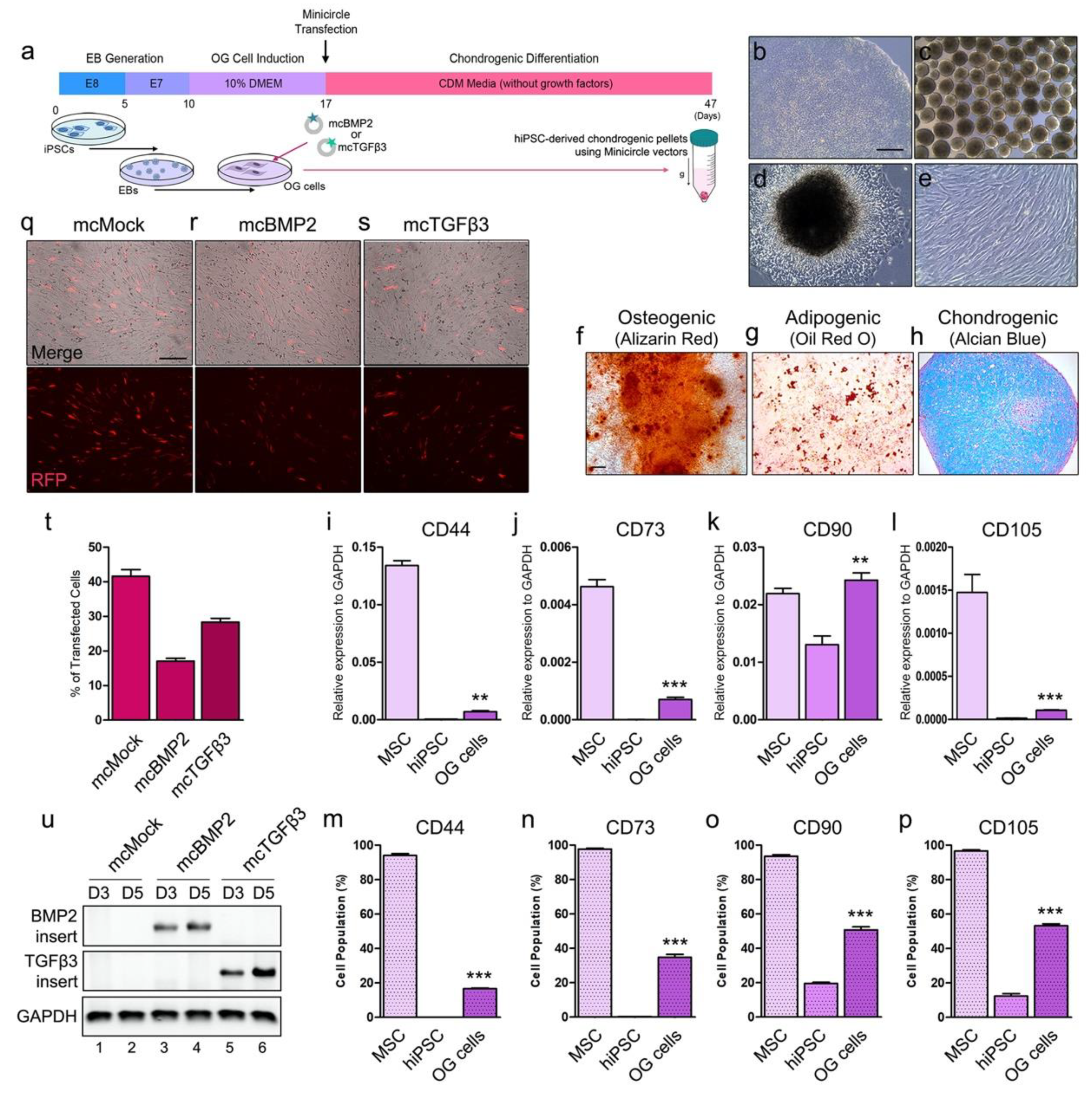 Cells 09 00582 g002 Cells 09 00582 g002