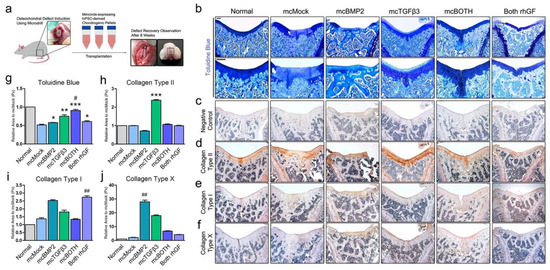 Cells Free Full Text Chondrogenic Differentiation From Induced Pluripotent Stem Cells Using Non Viral Minicircle Vectors Html Cells Free Full Text Chondrogenic Differentiation From Induced Pluripotent Stem Cells Using Non Viral Minicircle Vectors Html