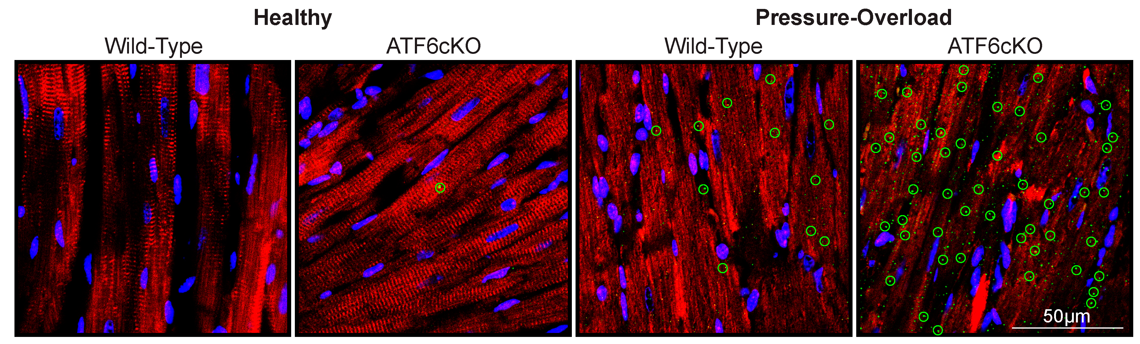 Cells 09 00602 g003 Cells 09 00602 g003