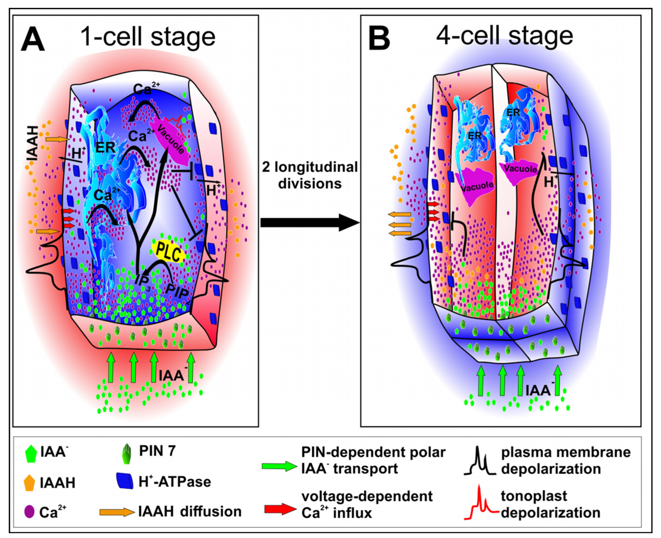 Cells 09 00606 g002