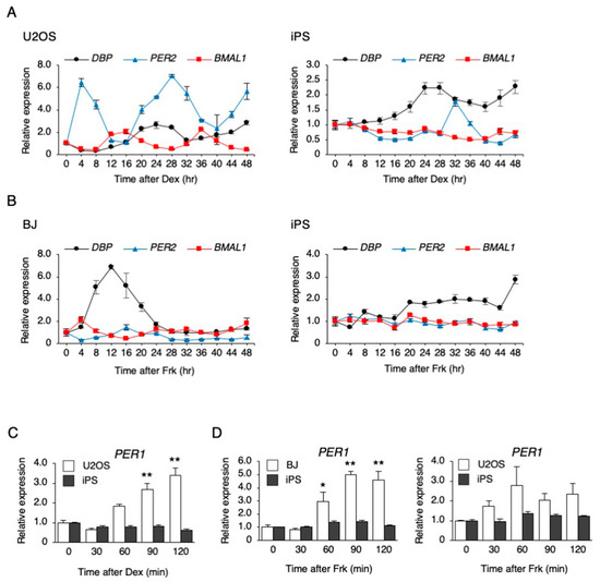 Response to Stimulations Inducing Circadian Rhythm in Human