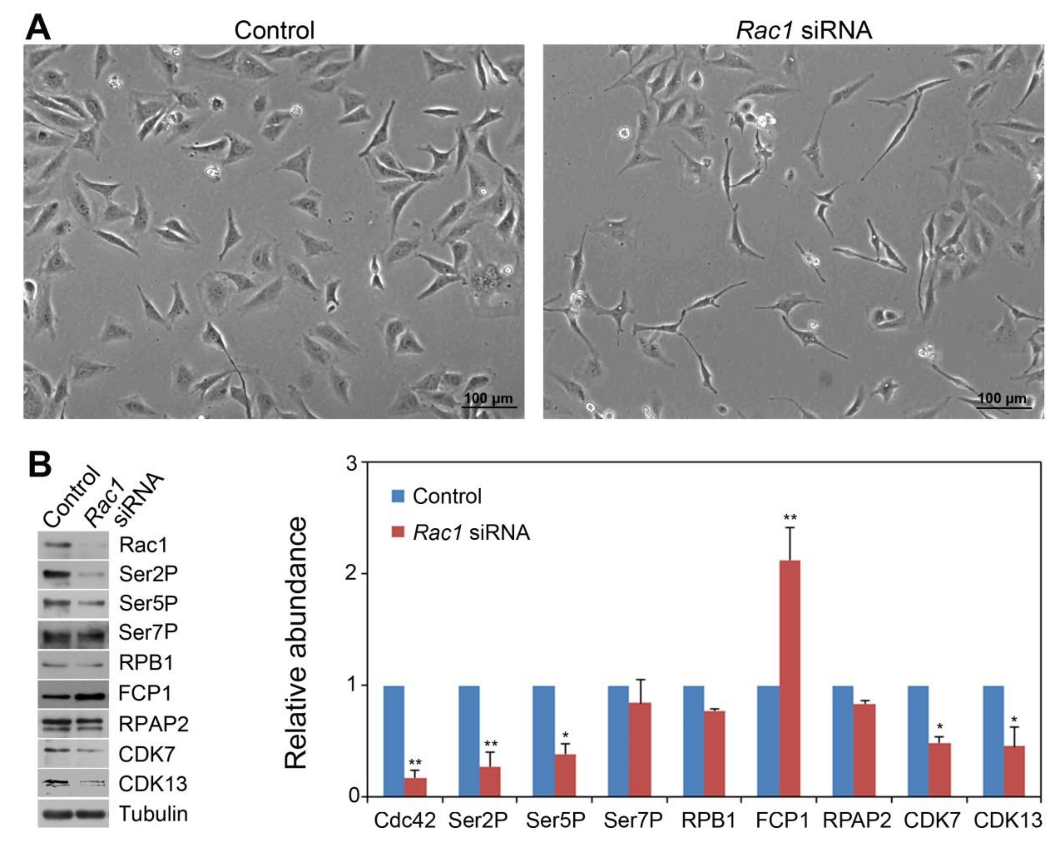Cells 09 00621 g003 Cells 09 00621 g003