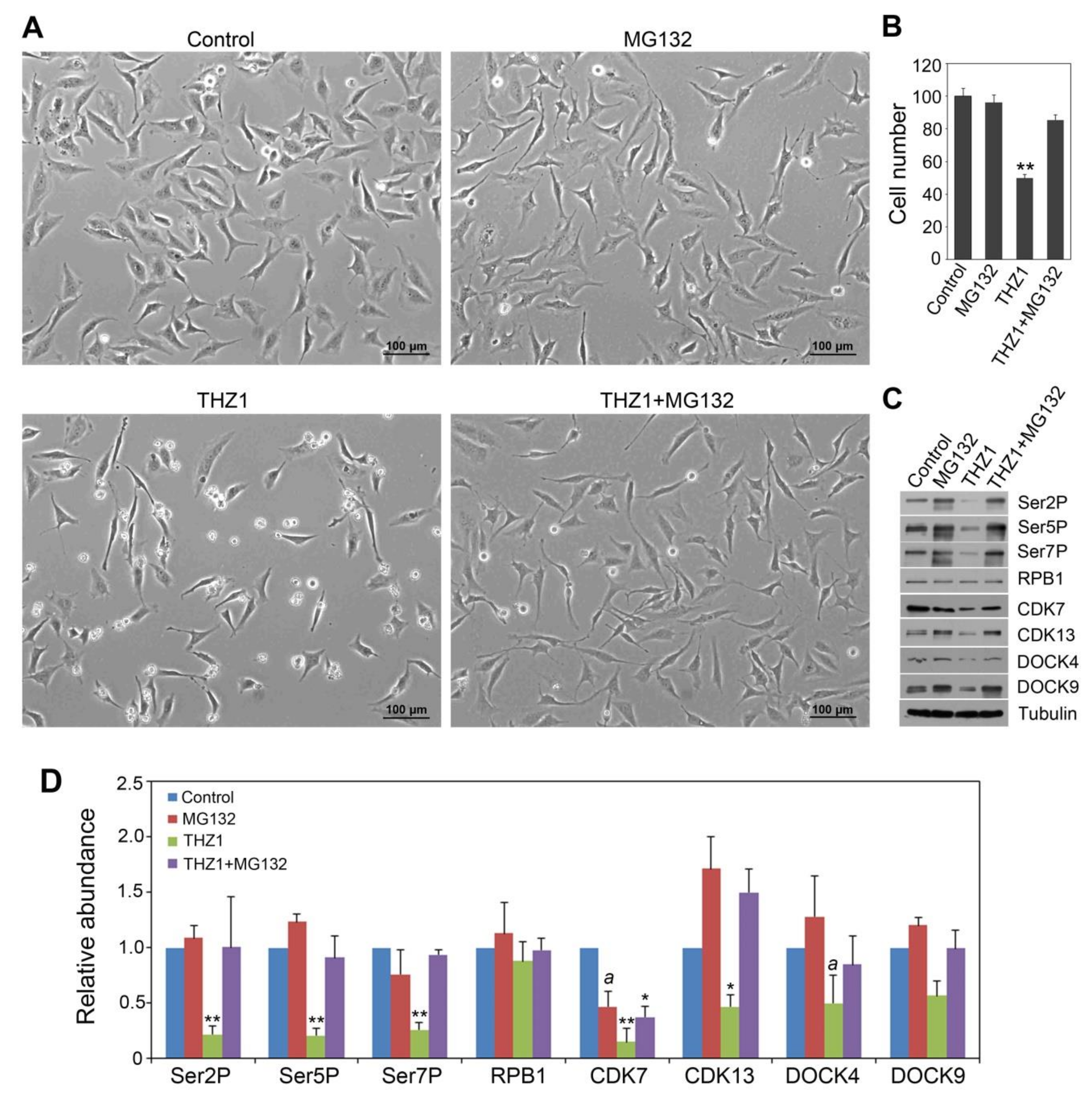 Cells 09 00621 g004 Cells 09 00621 g004