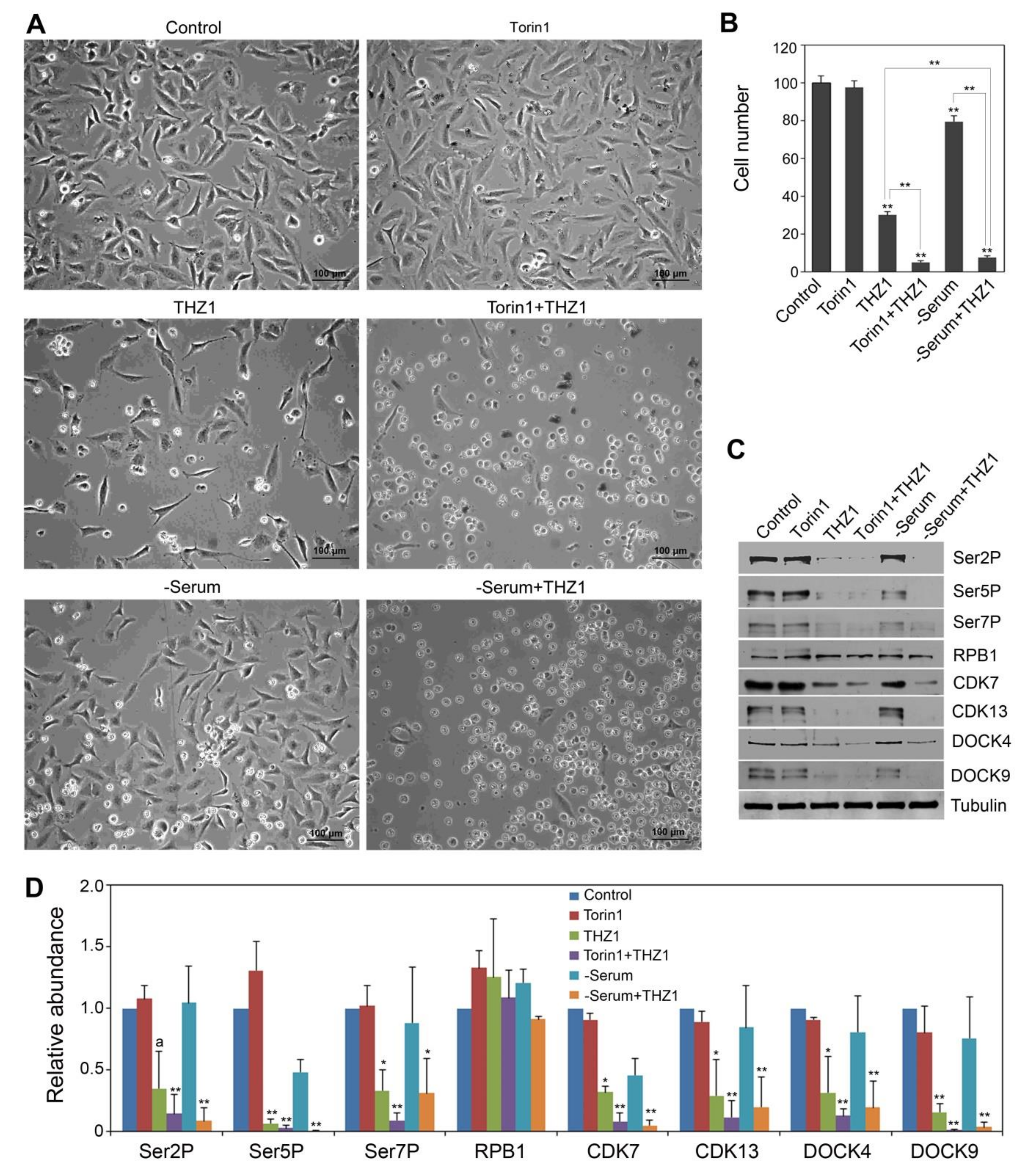 Cells 09 00621 g005 Cells 09 00621 g005