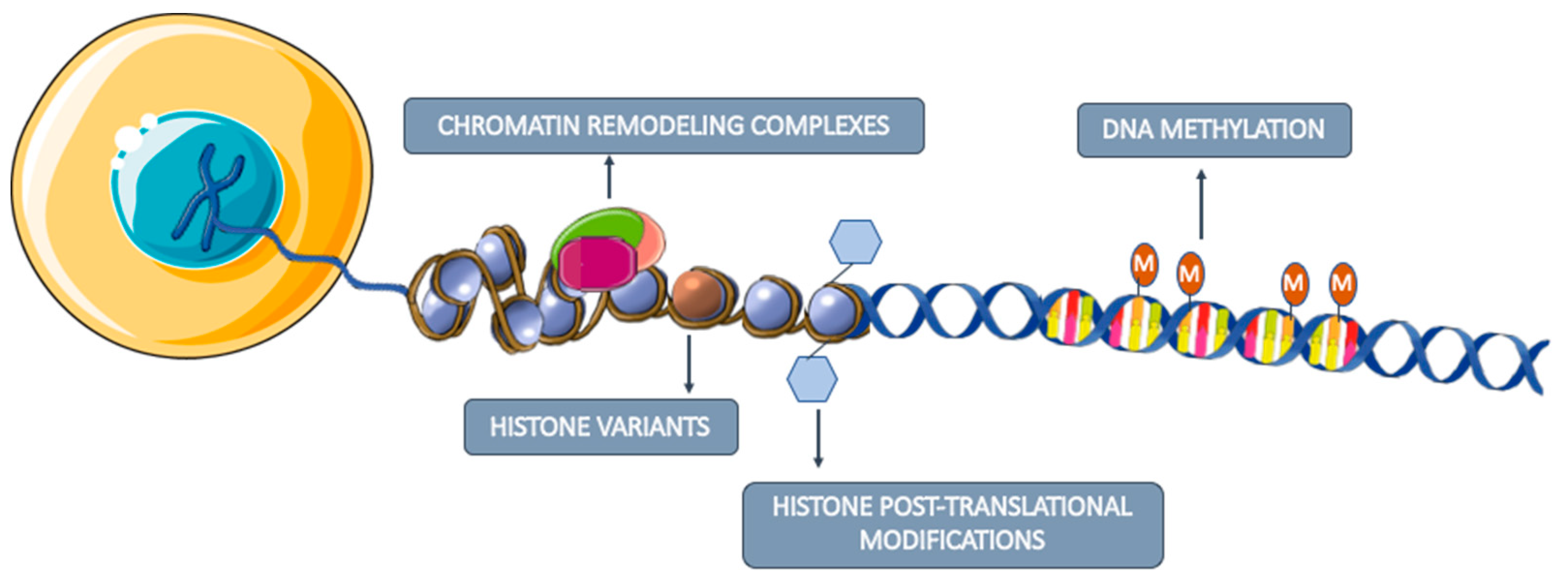 DNA Methylation-Based Testing in Liquid Biopsies as