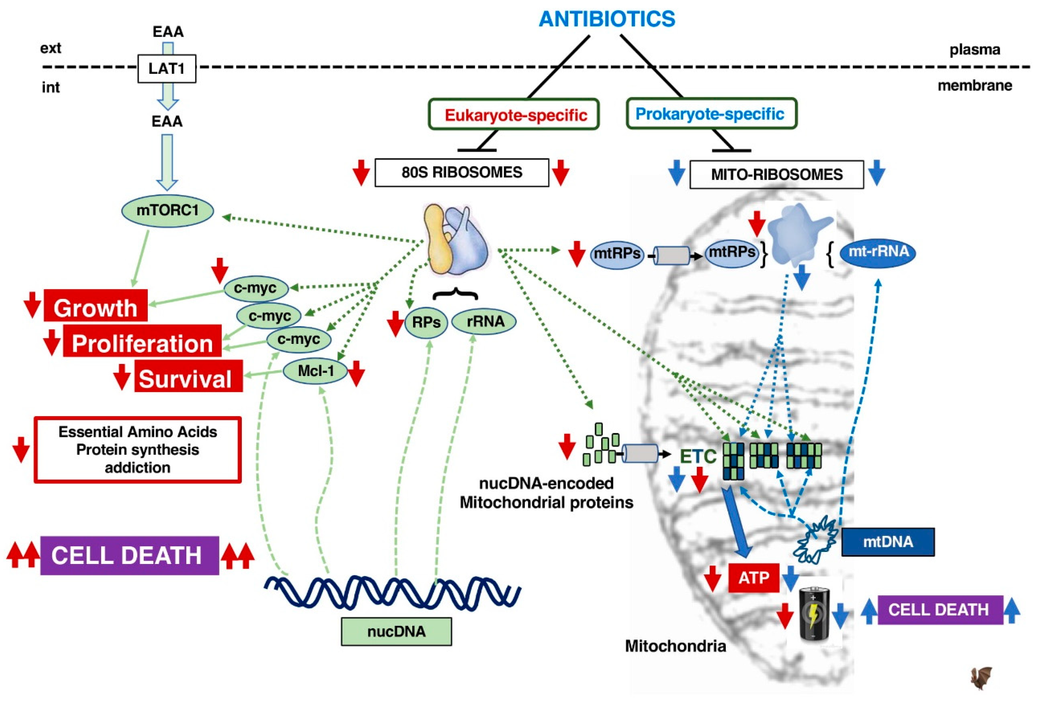 Cells 09 00629 g003 Cells 09 00629 g003
