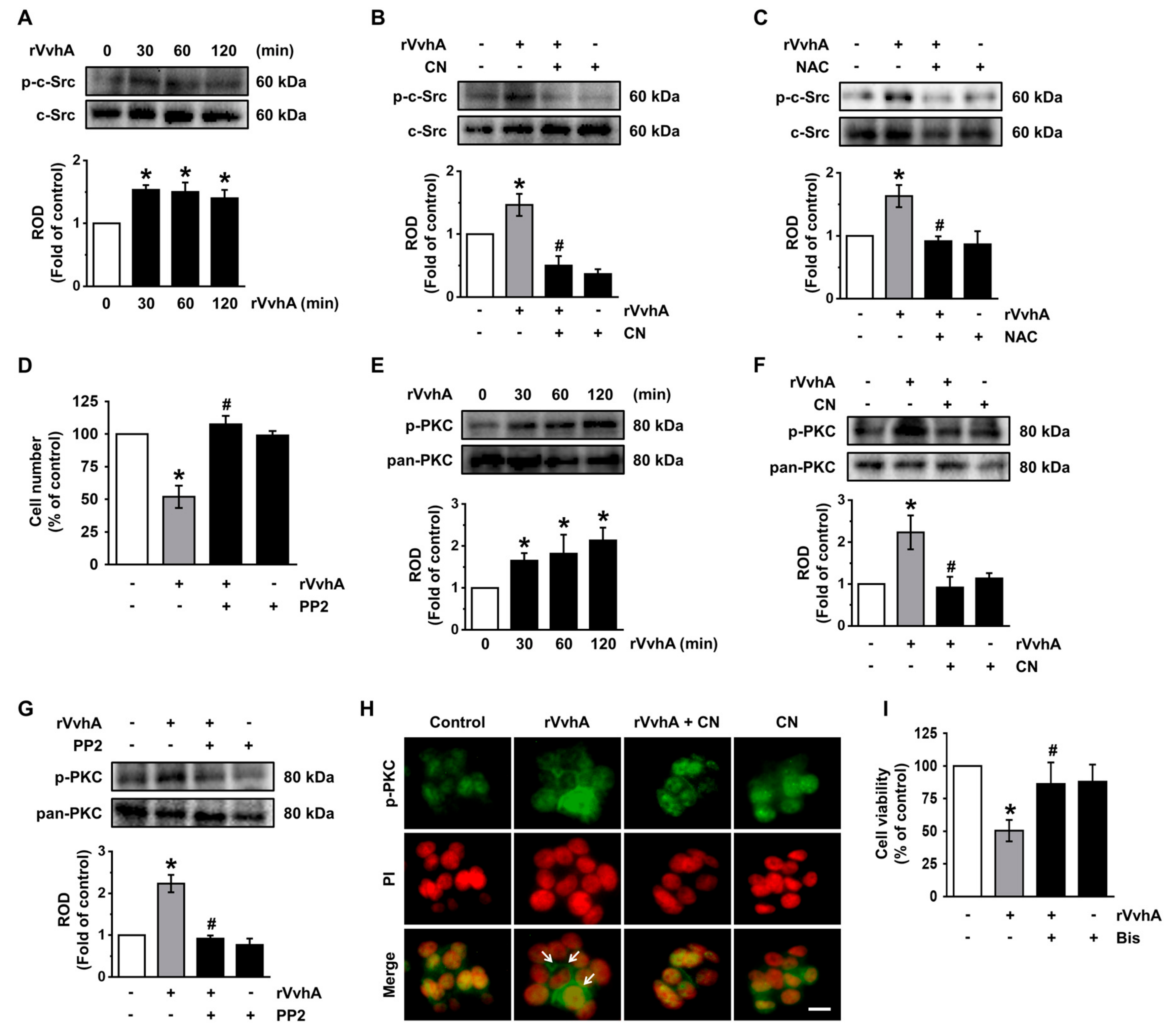 Cells 09 00631 g003 Cells 09 00631 g003