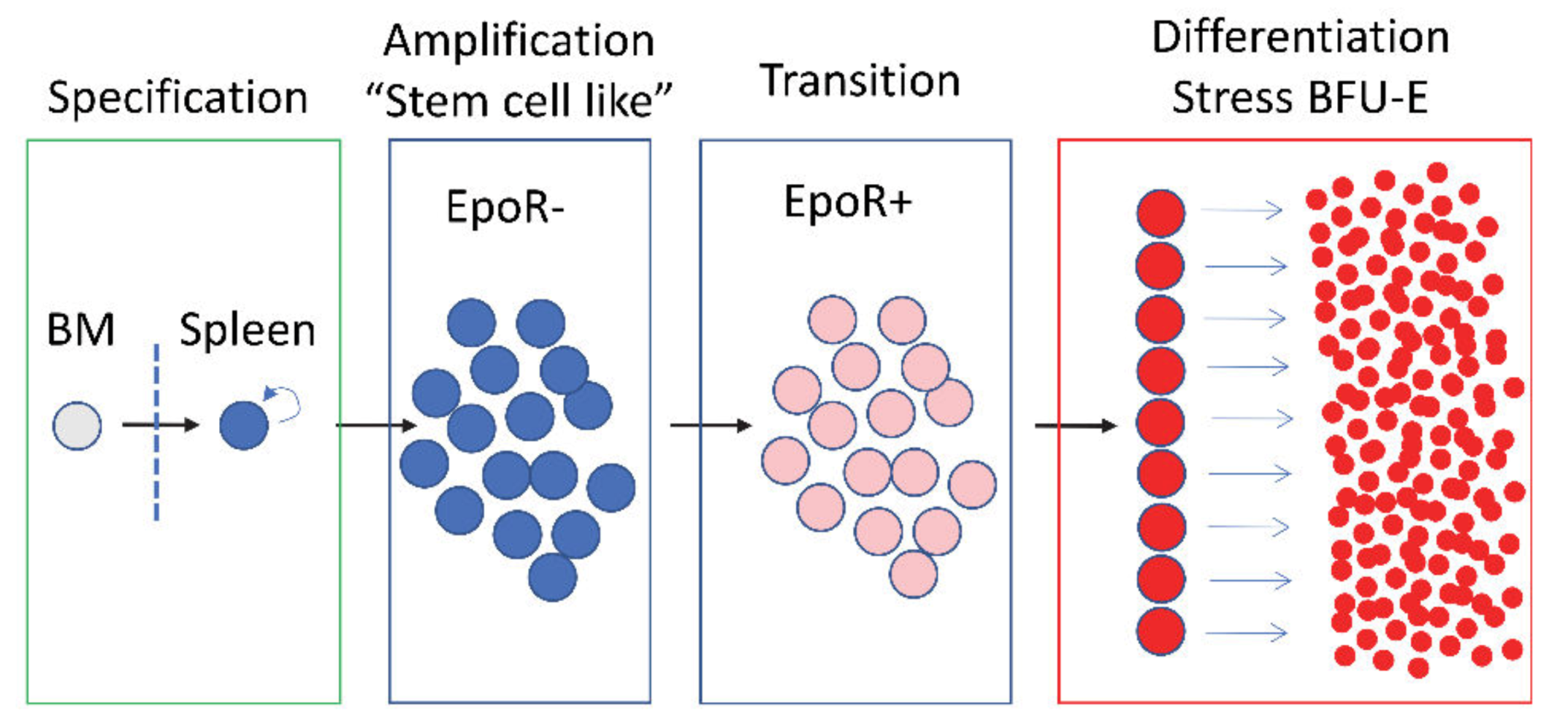 Cells 09 00634 g001 Cells 09 00634 g001