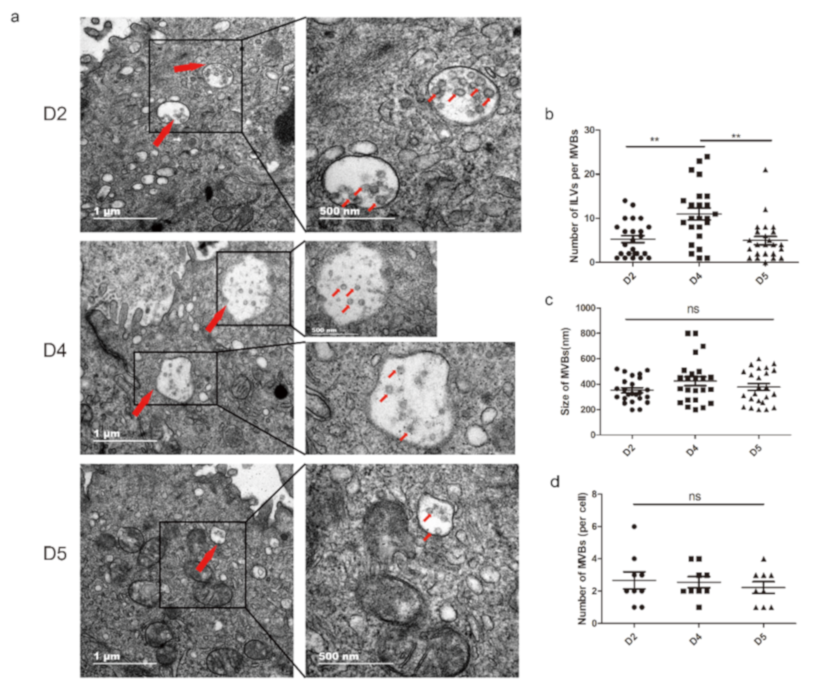 Cells 09 00645 g001 Cells 09 00645 g001