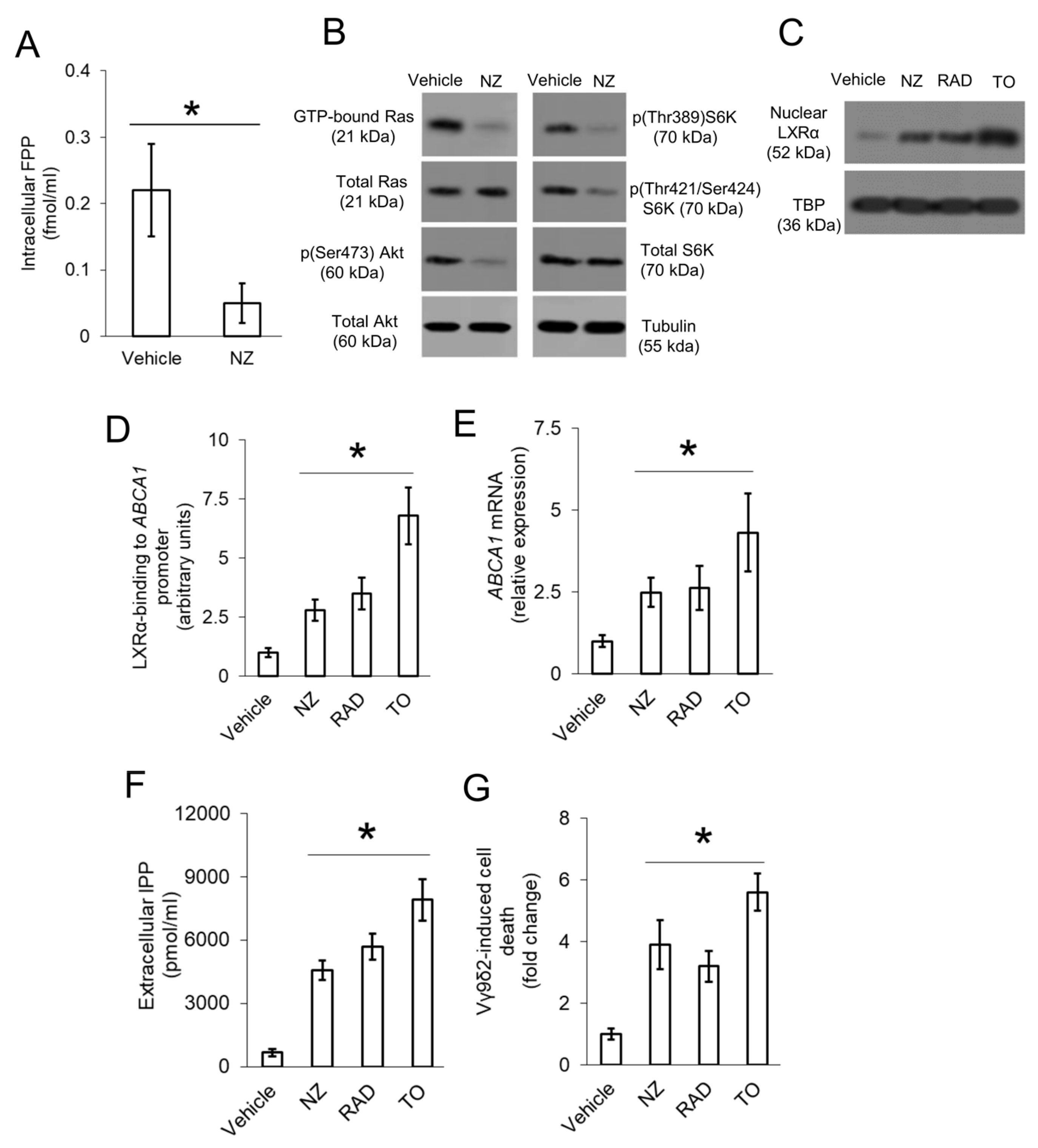 Cells 09 00647 g003 Cells 09 00647 g003