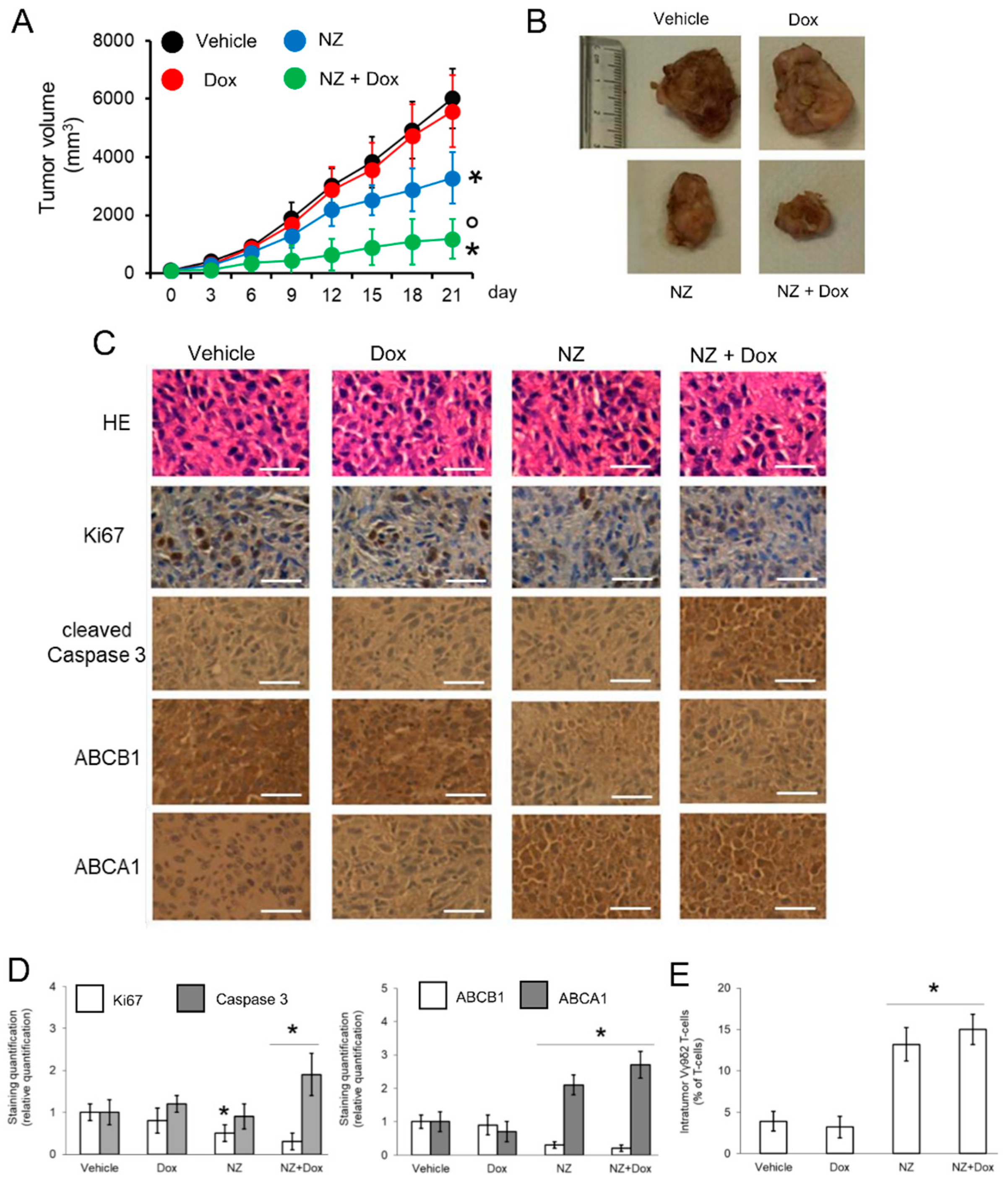 Cells 09 00647 g005 Cells 09 00647 g005