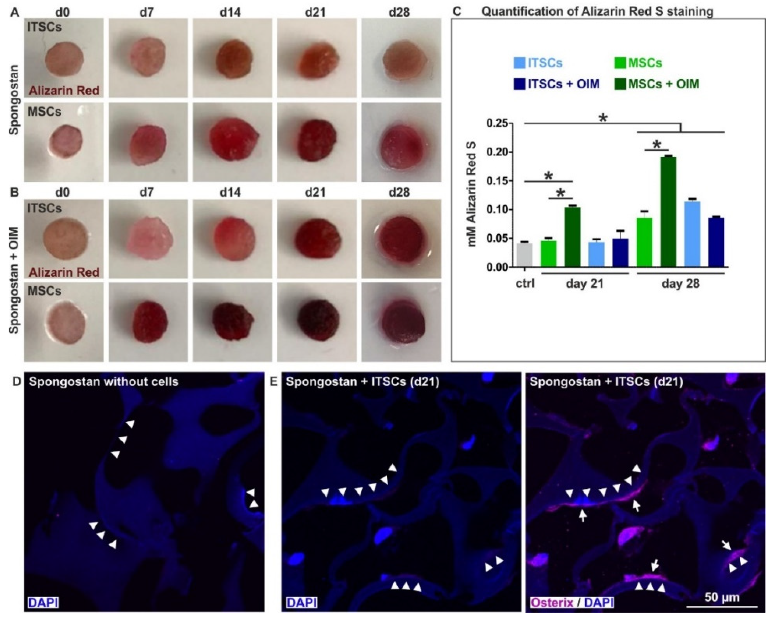 Cells 09 00654 g004 Cells 09 00654 g004