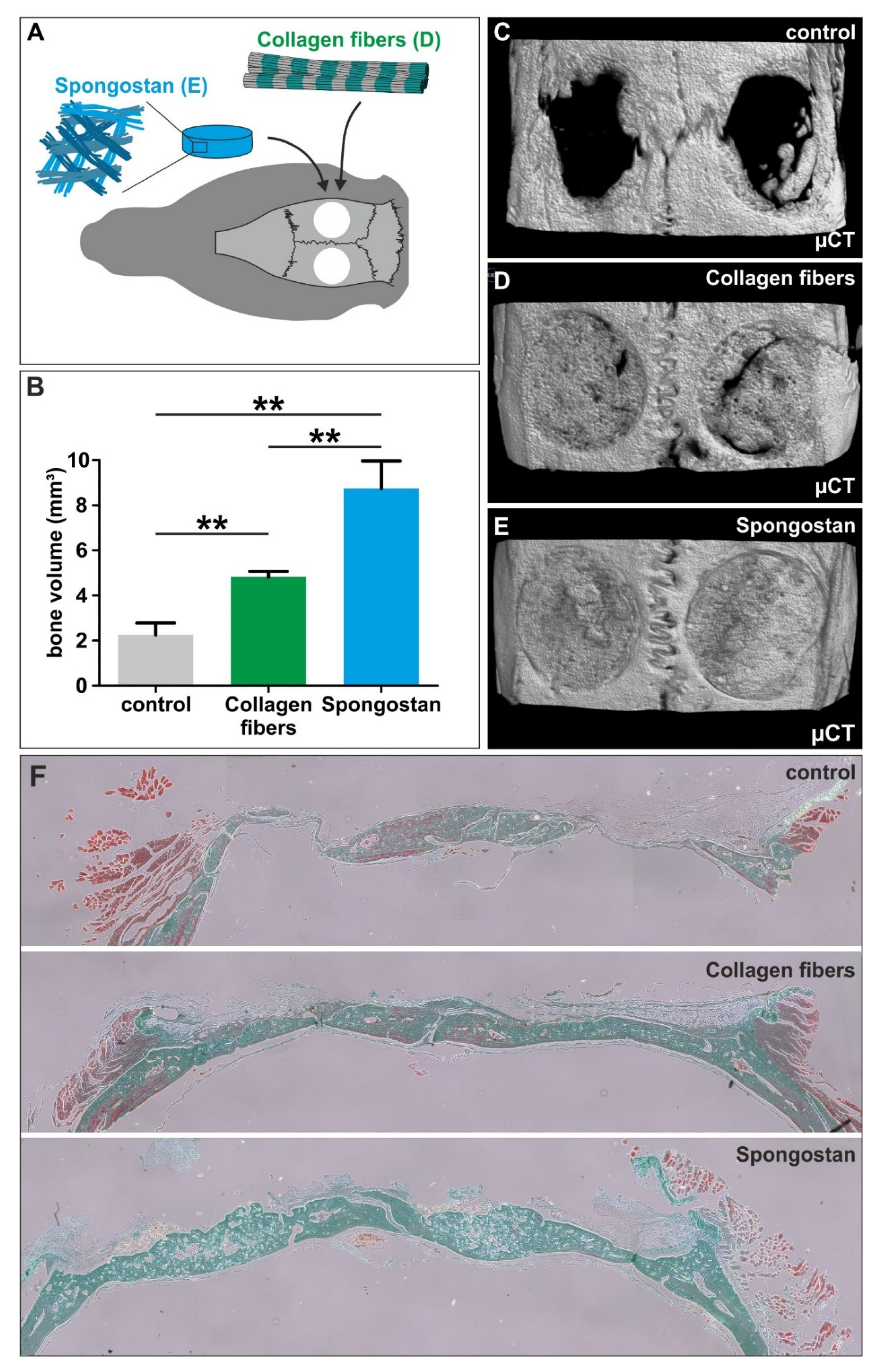 Cells 09 00654 g005 Cells 09 00654 g005