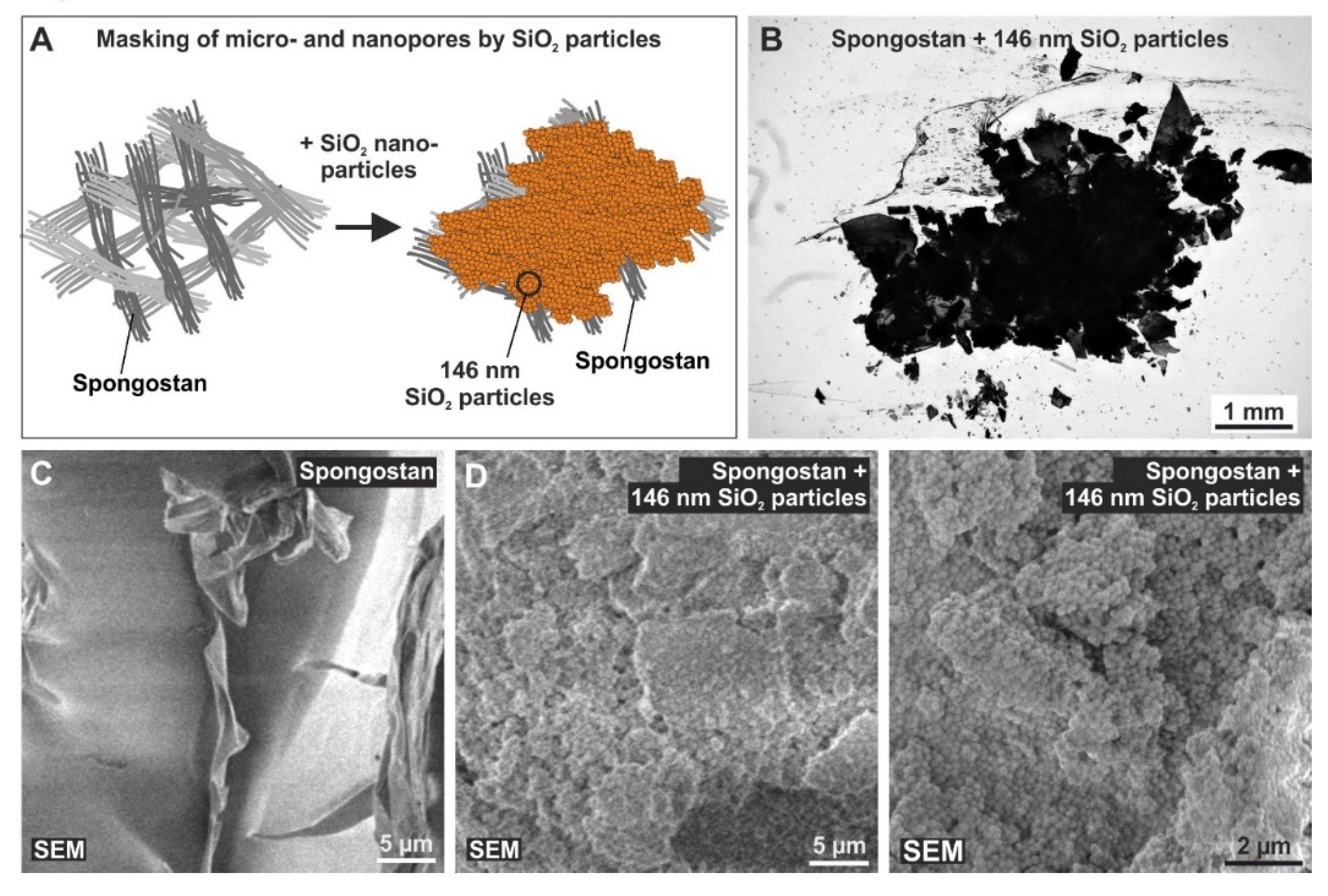 Cells 09 00654 g006 Cells 09 00654 g006