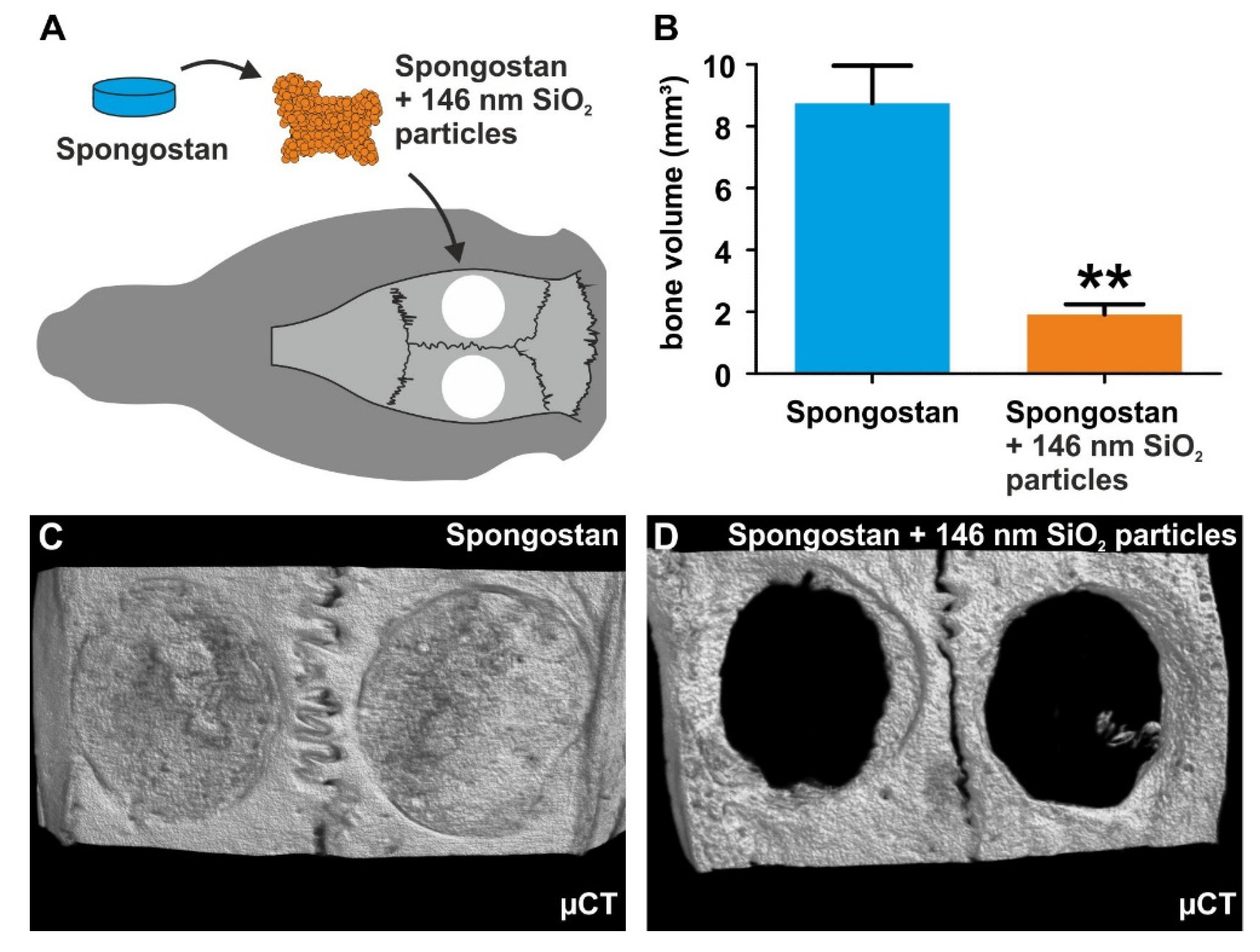 Cells 09 00654 g007 Cells 09 00654 g007