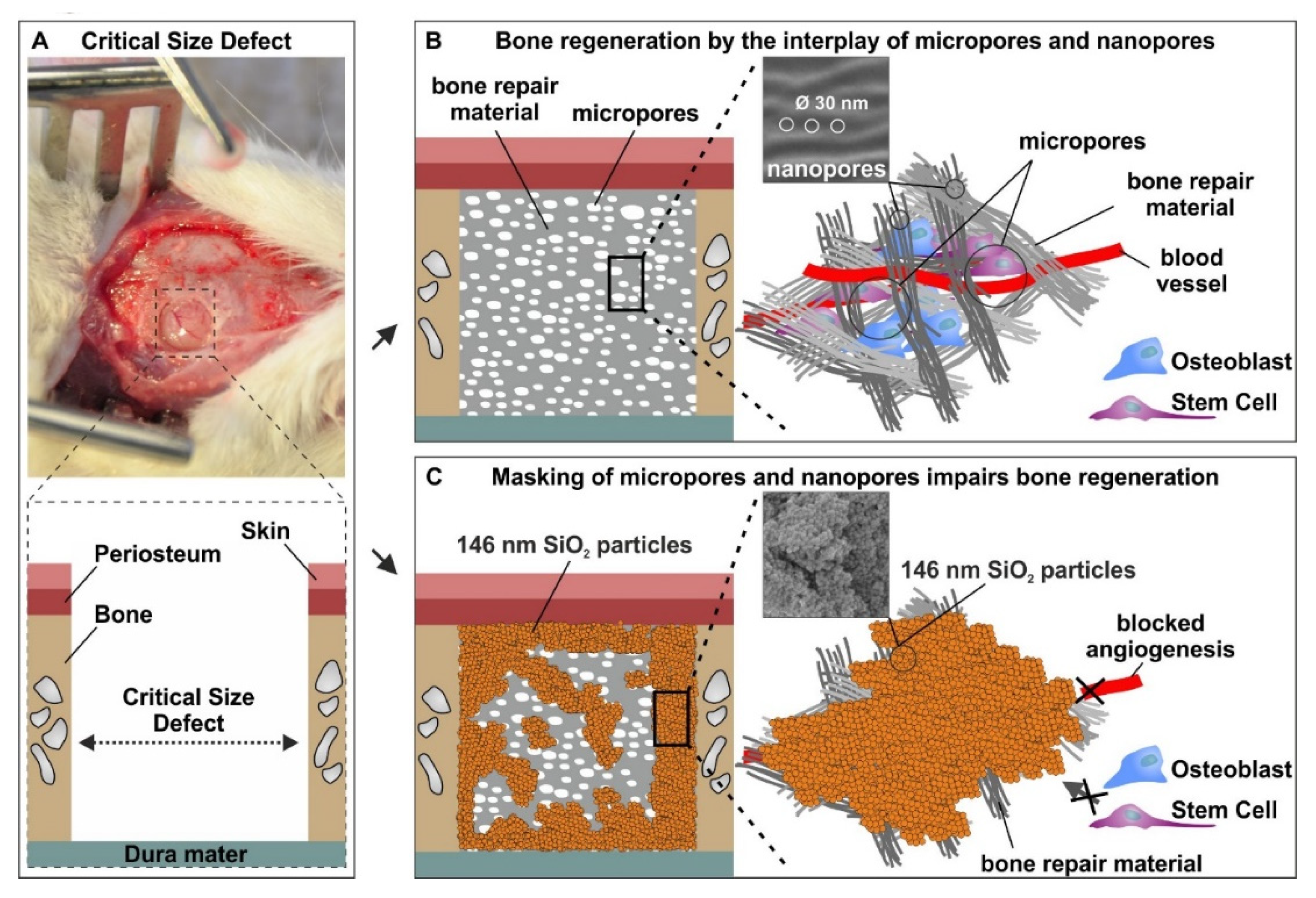 Cells 09 00654 g008 Cells 09 00654 g008