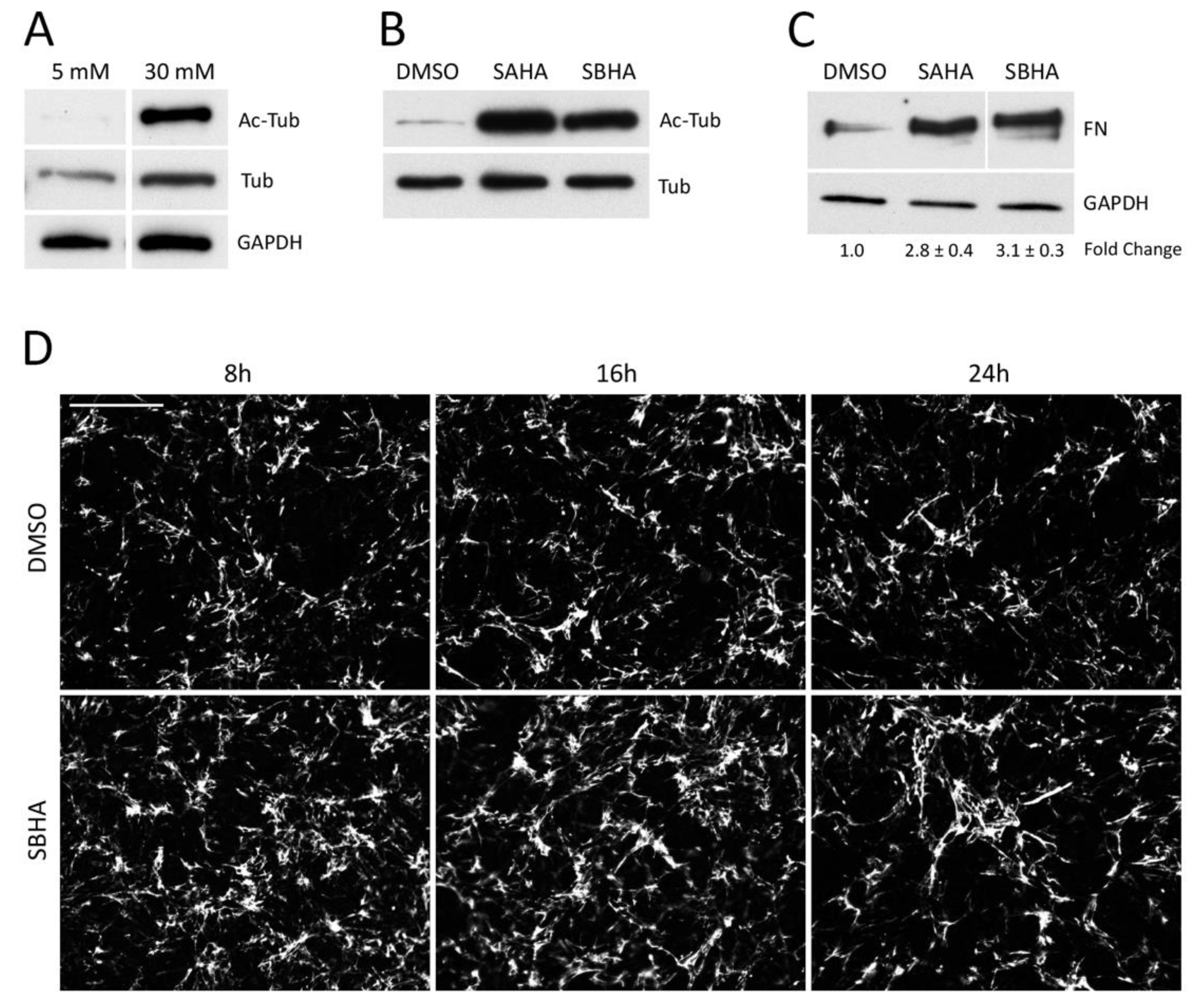 Cells 09 00655 g001 Cells 09 00655 g001