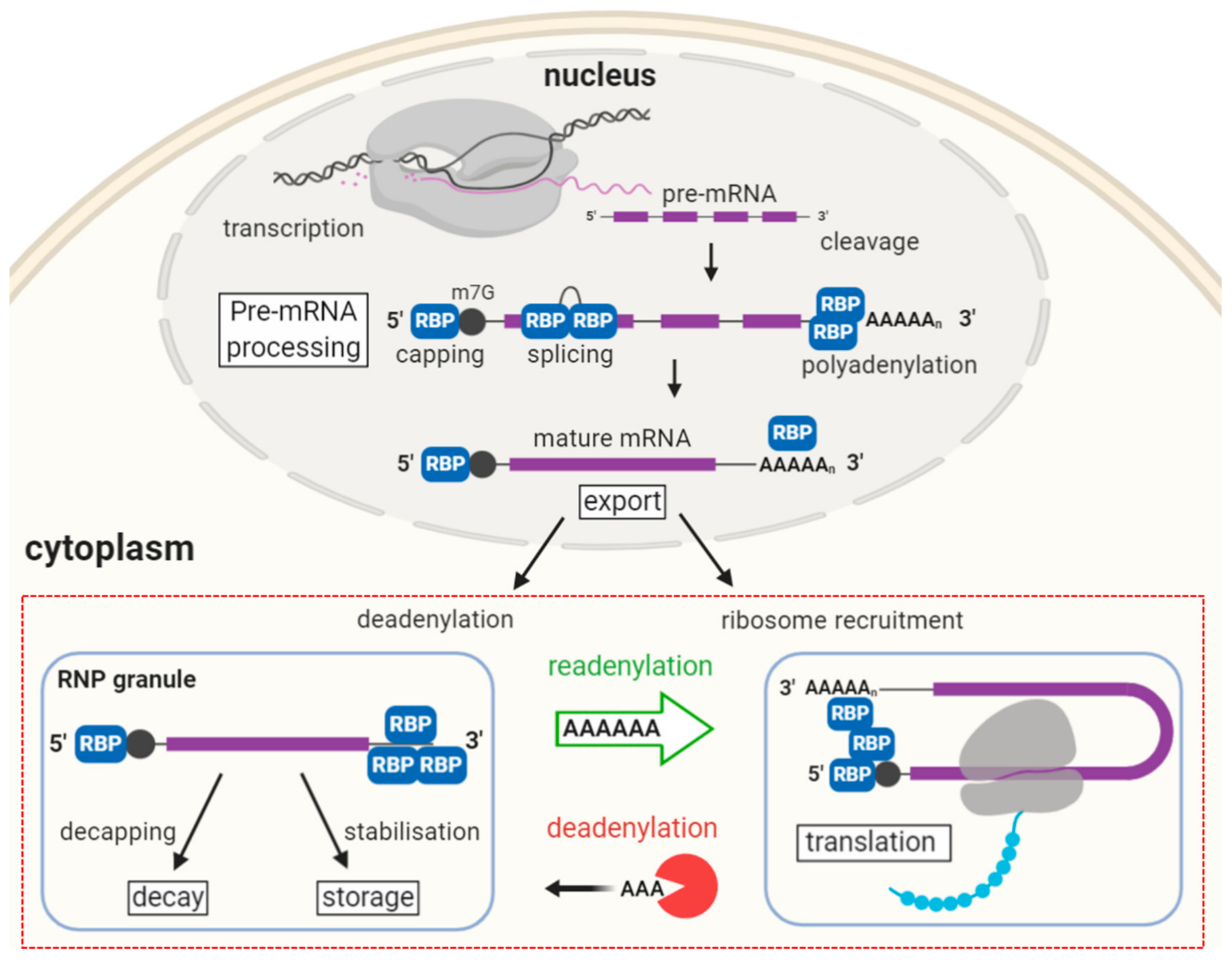Cells 09 00662 g004 Cells 09 00662 g004