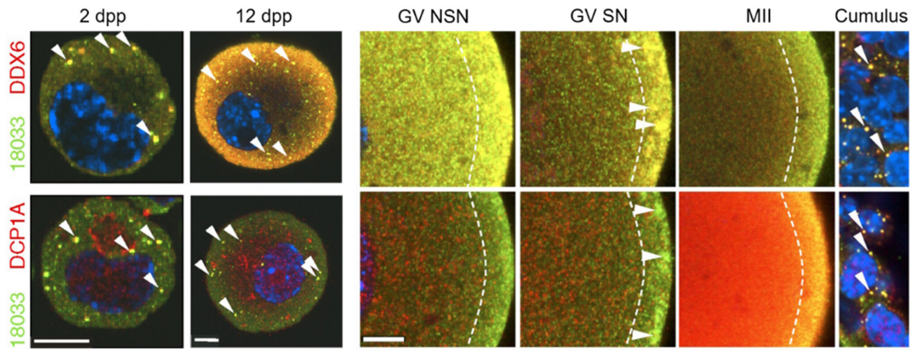 Cells 09 00662 g006 Cells 09 00662 g006