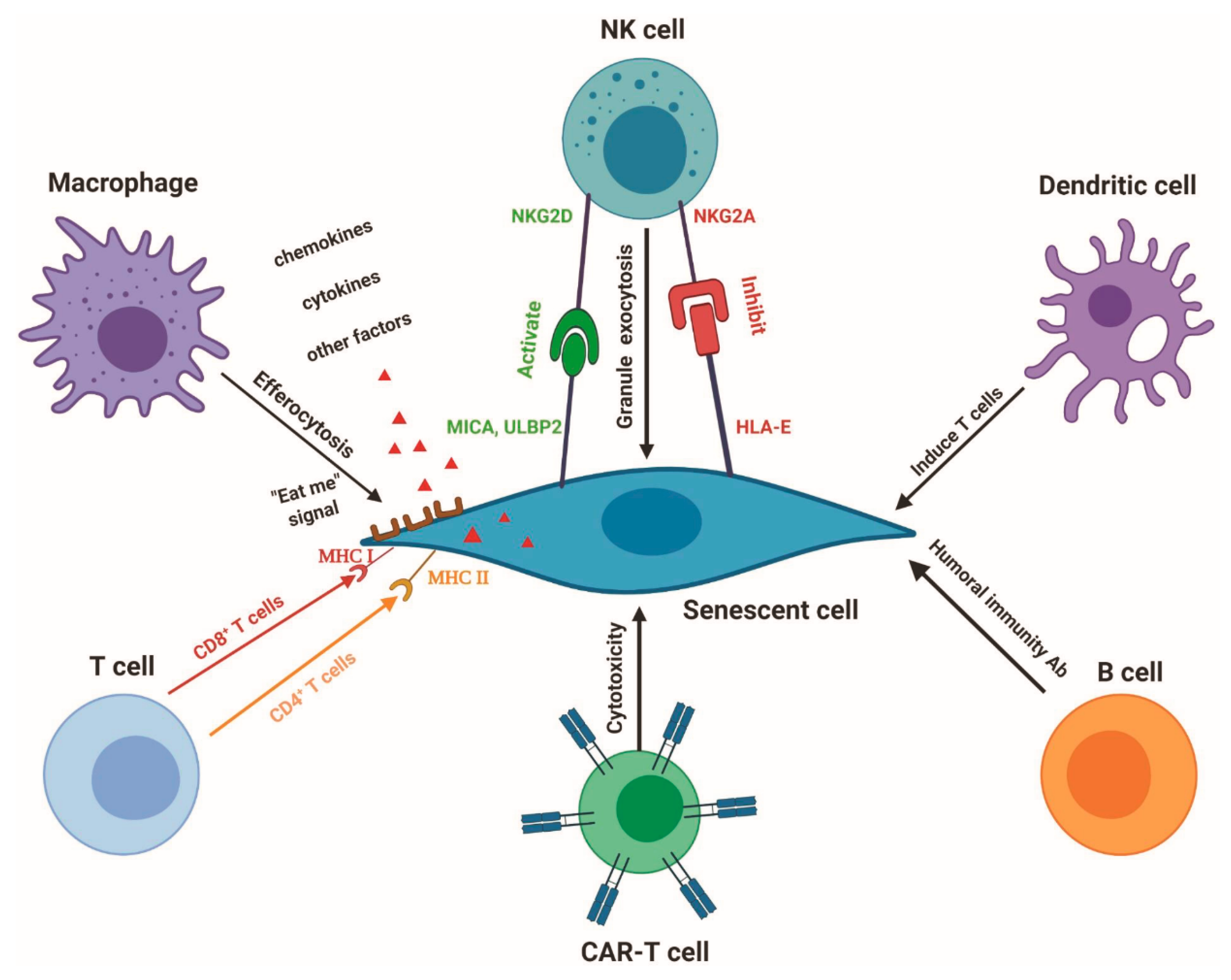 Immune Clearance of Senescent Cells to Combat ... Biology Diagrams