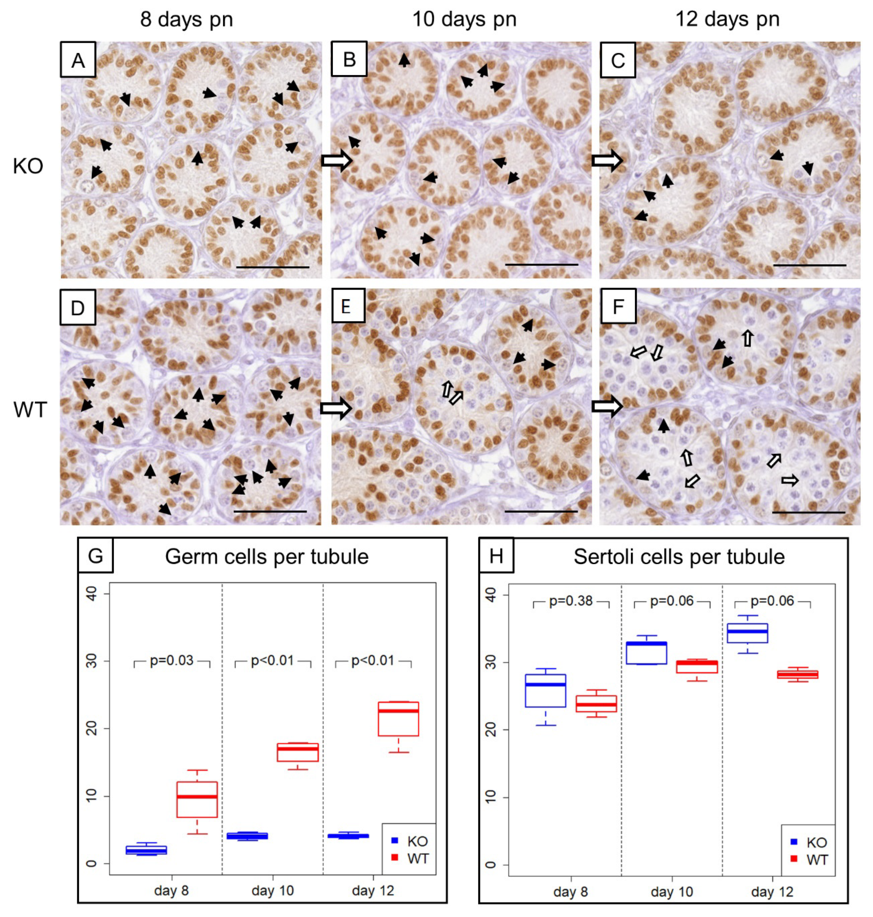 Cells 09 00676 g003 Cells 09 00676 g003