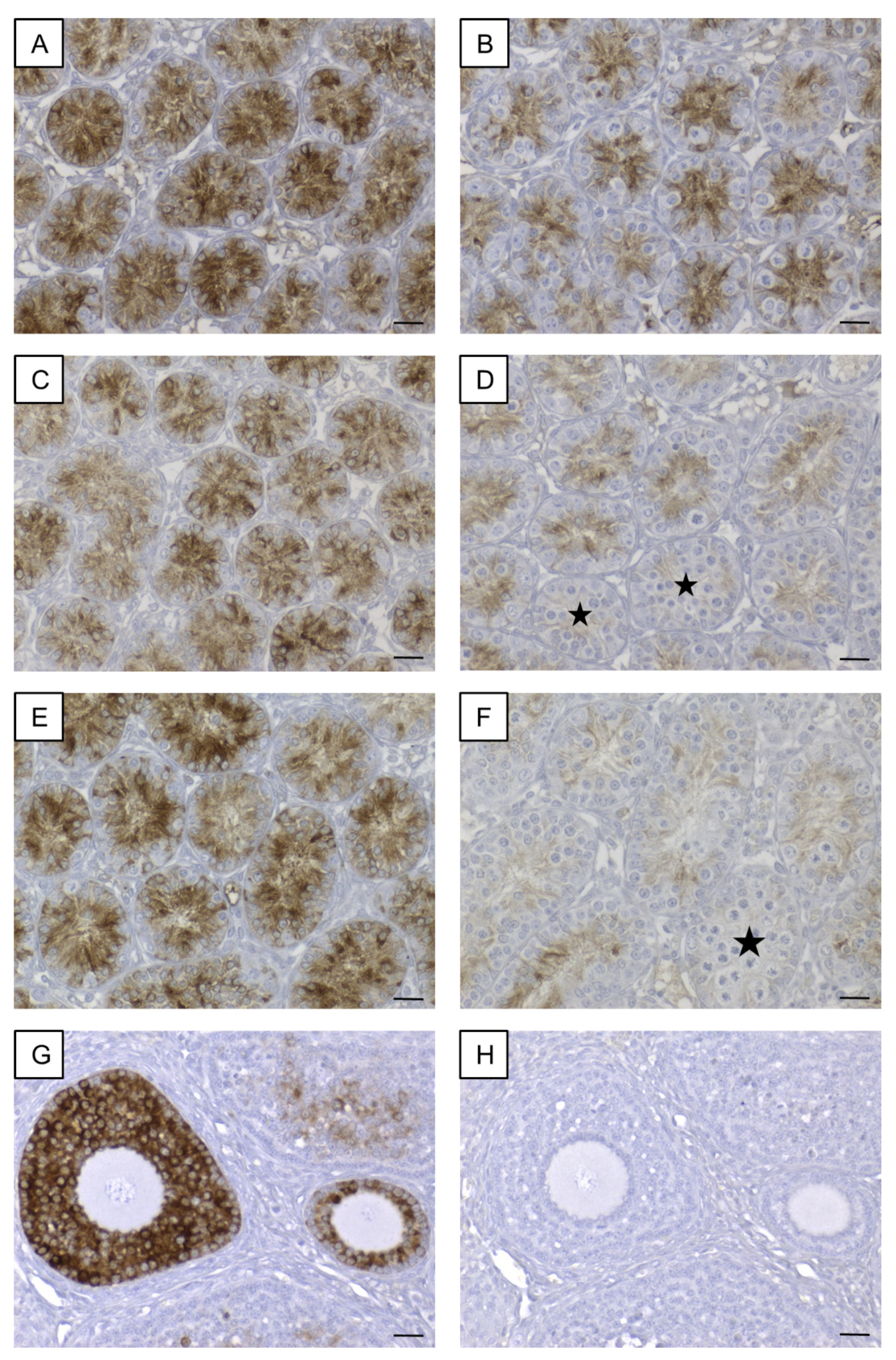 Cells 09 00676 g009 Cells 09 00676 g009