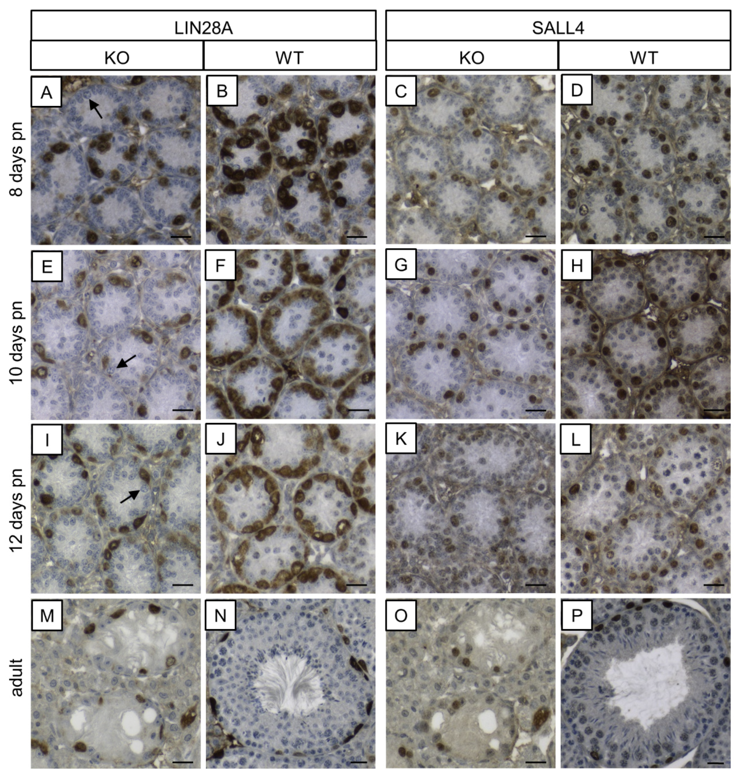 Cells 09 00676 g010 Cells 09 00676 g010