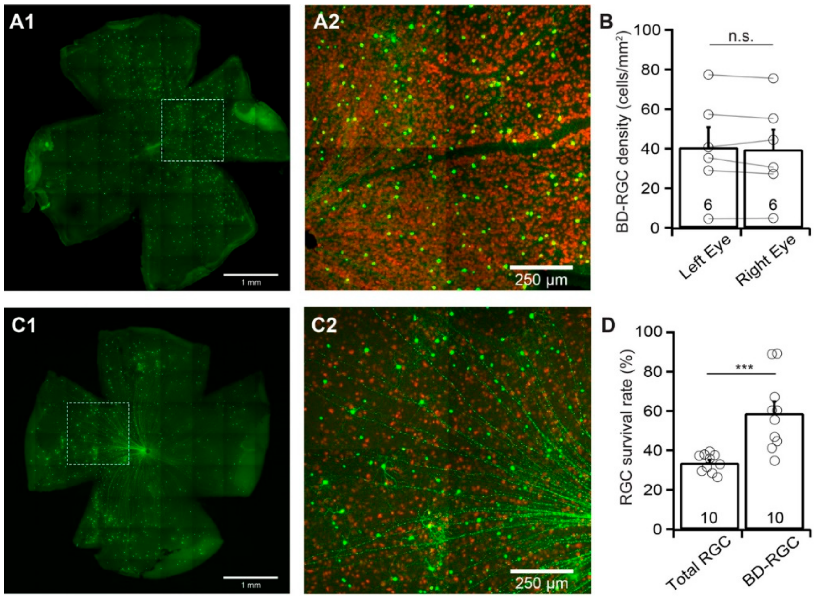 Cells Free Full Text The Susceptibility Of Retinal Ganglion Cells To Optic Nerve Injury Is Type Specific Html