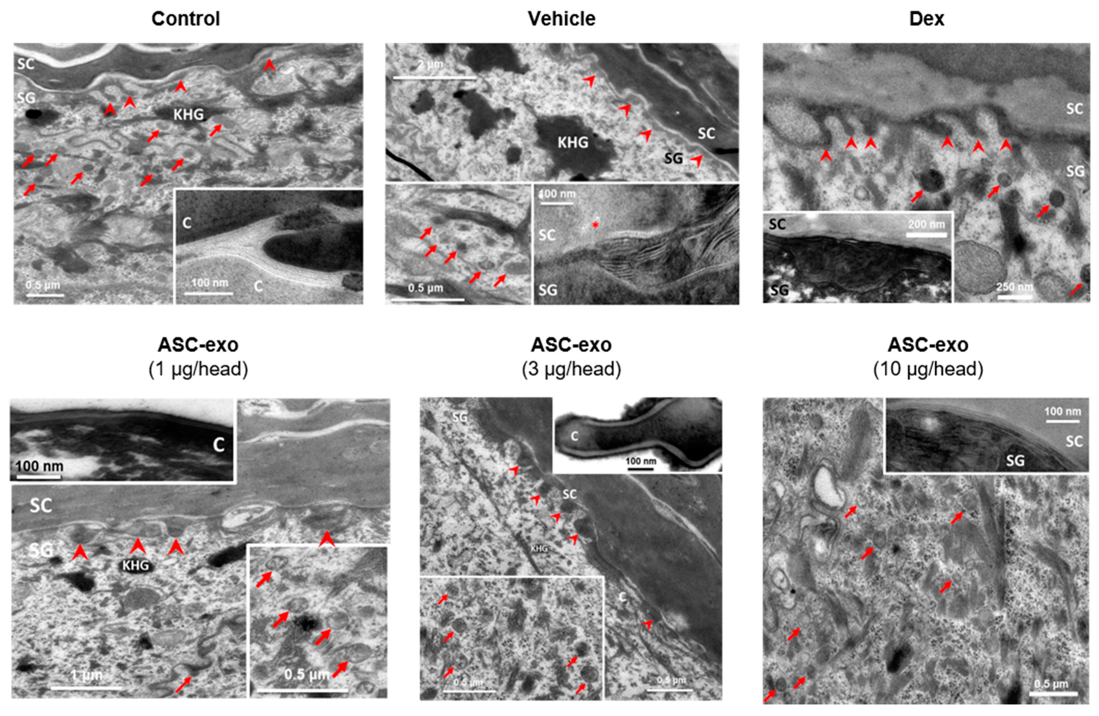 Cells 09 00680 g006 Cells 09 00680 g006