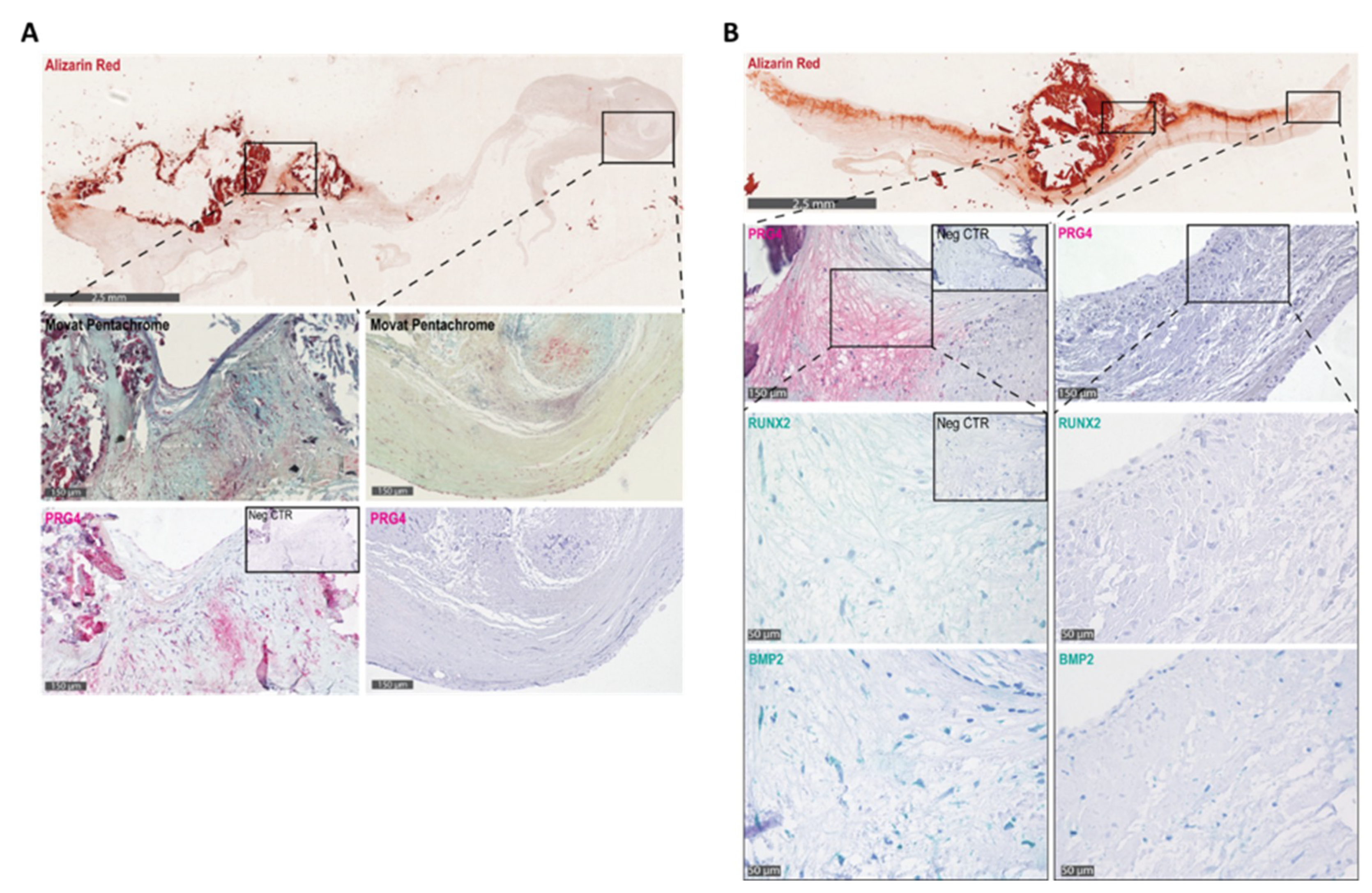 Cells 09 00684 g002 Cells 09 00684 g002