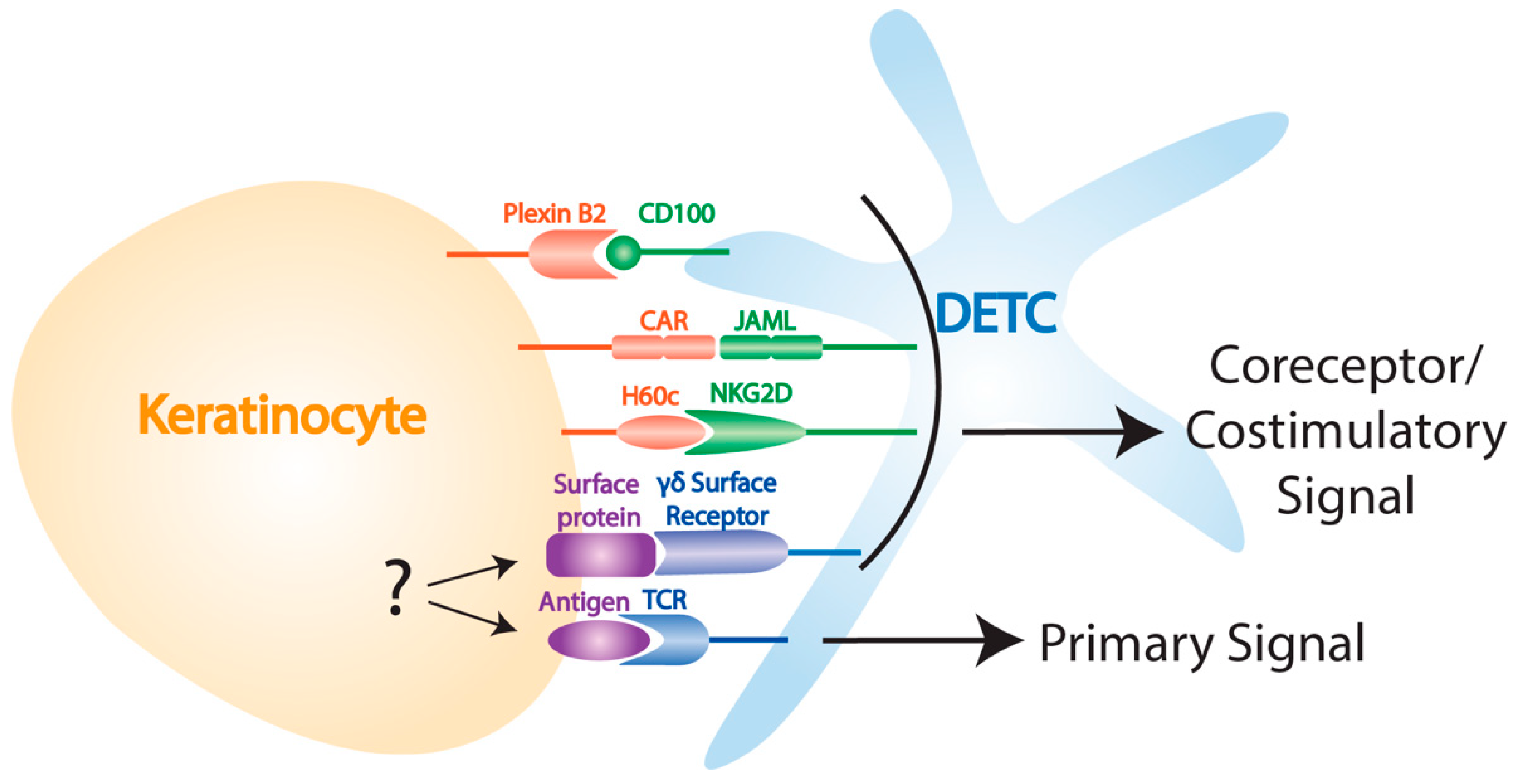 Cells 09 00686 g001 Cells 09 00686 g001