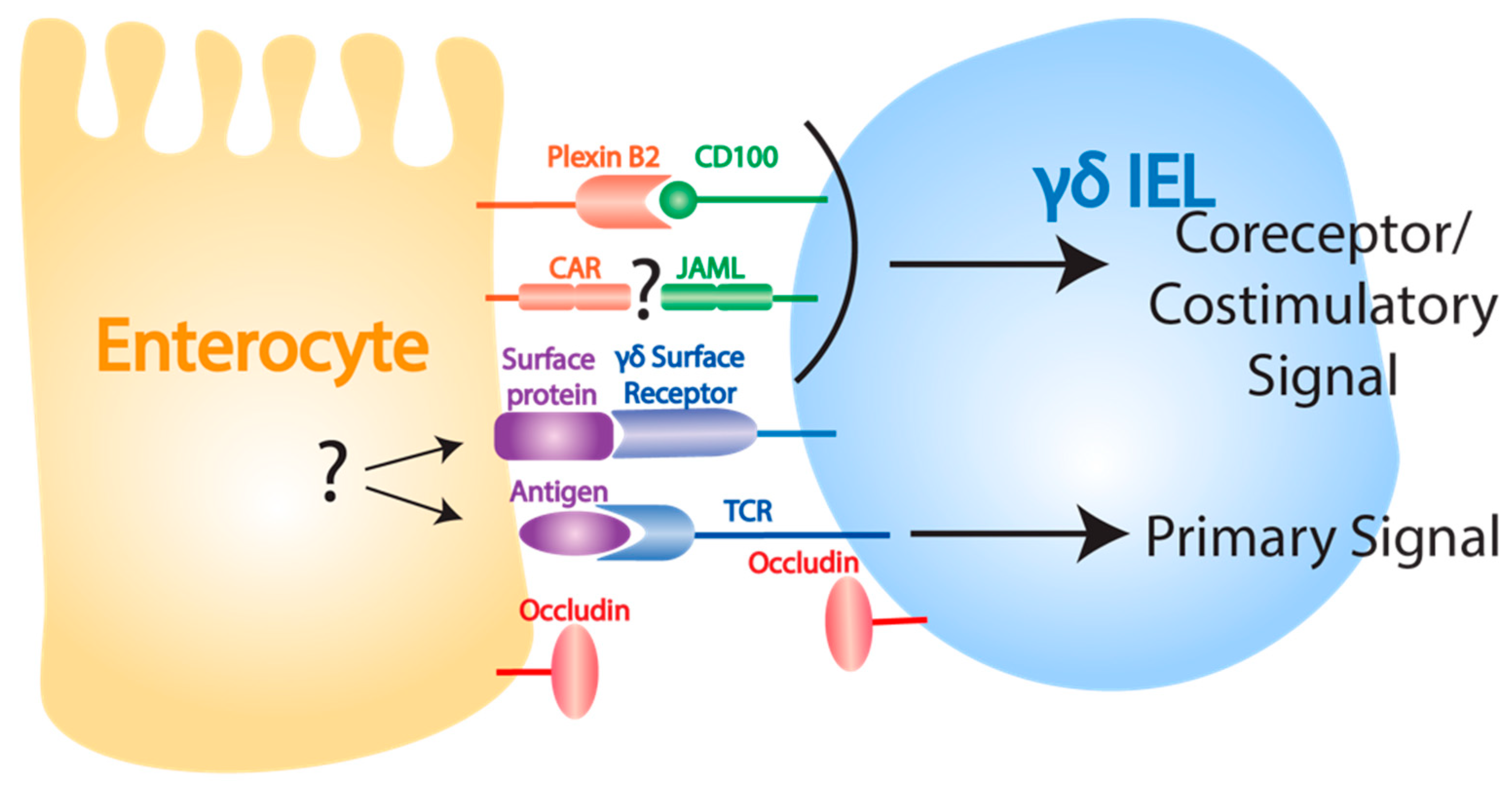 Cells 09 00686 g002 Cells 09 00686 g002