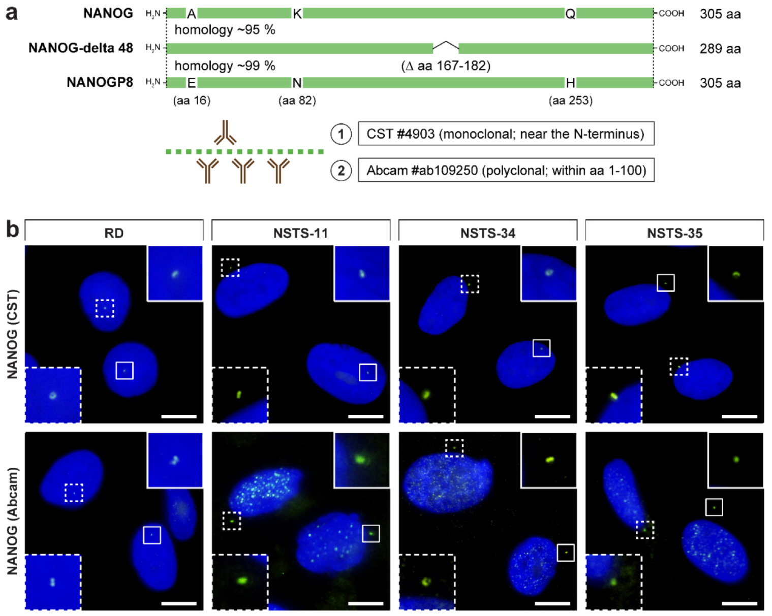 Cells 09 00692 g001 Cells 09 00692 g001