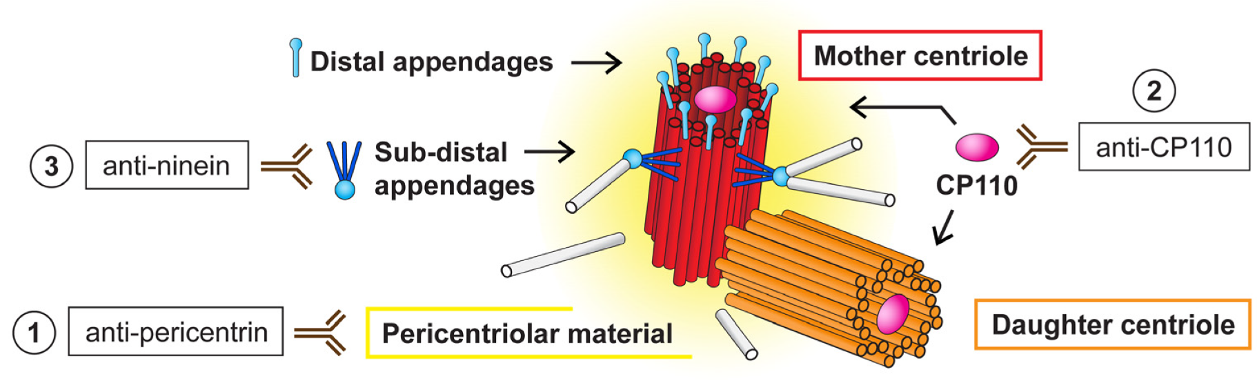 Cells 09 00692 g002 Cells 09 00692 g002