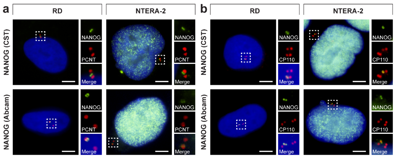 Cells 09 00692 g007 Cells 09 00692 g007
