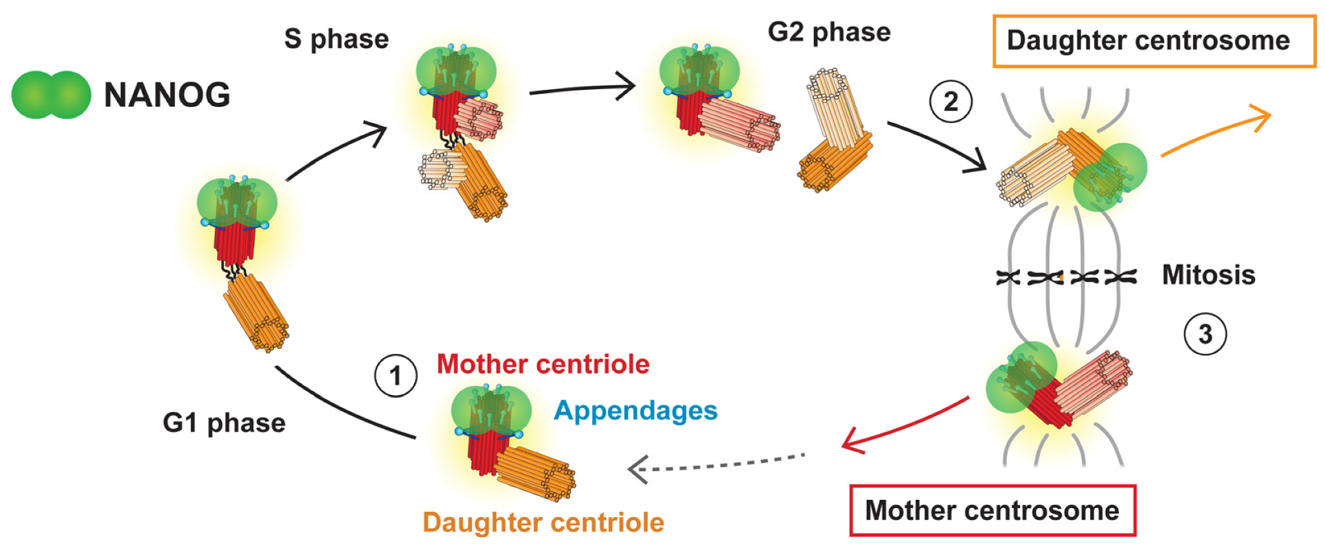 Cells Free Full Text Nanog Nanogp8 Localizes At The Centrosome And Is Spatiotemporally Associated With Centriole Maturation Html