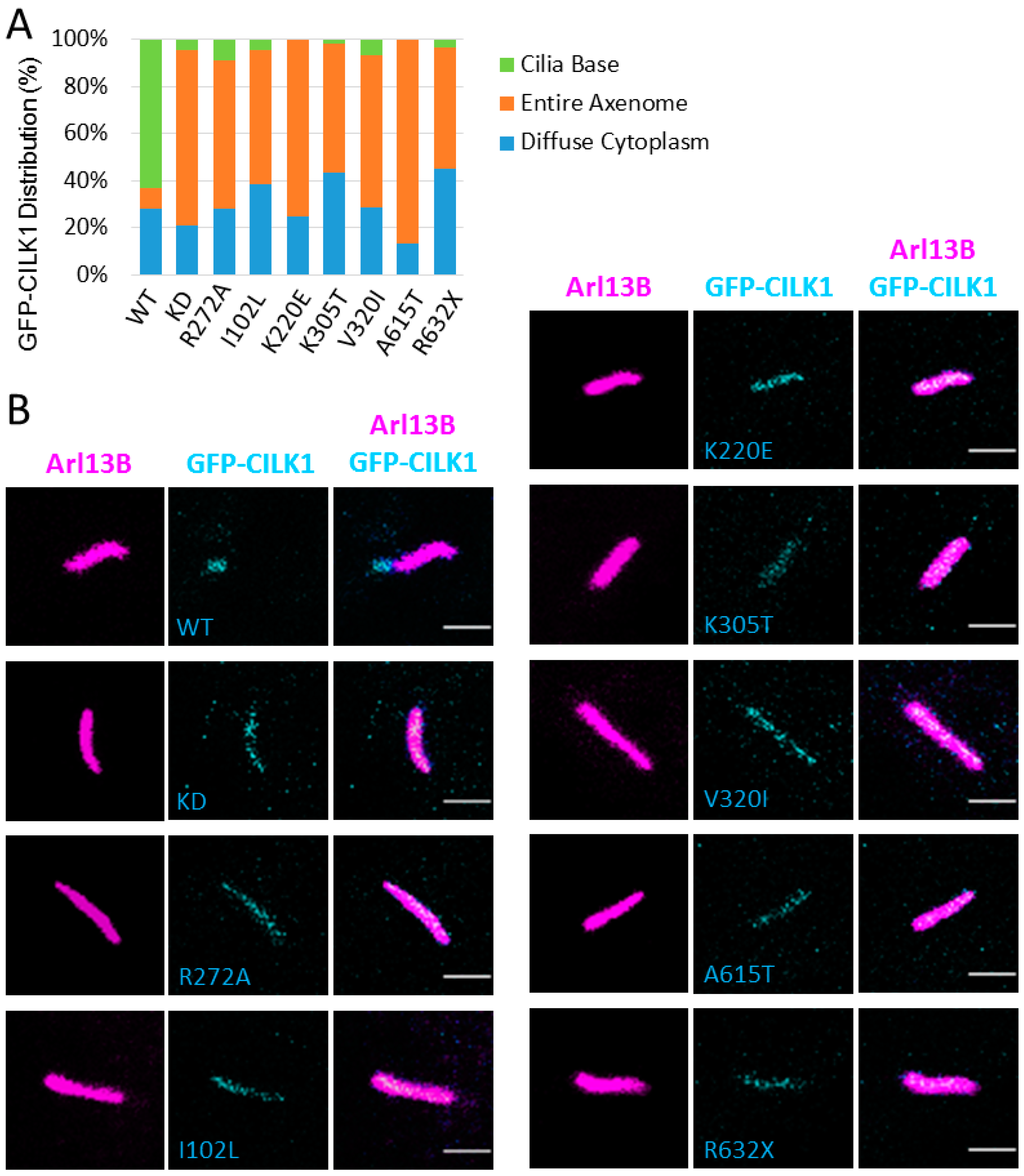 Cells 09 00694 g005 Cells 09 00694 g005