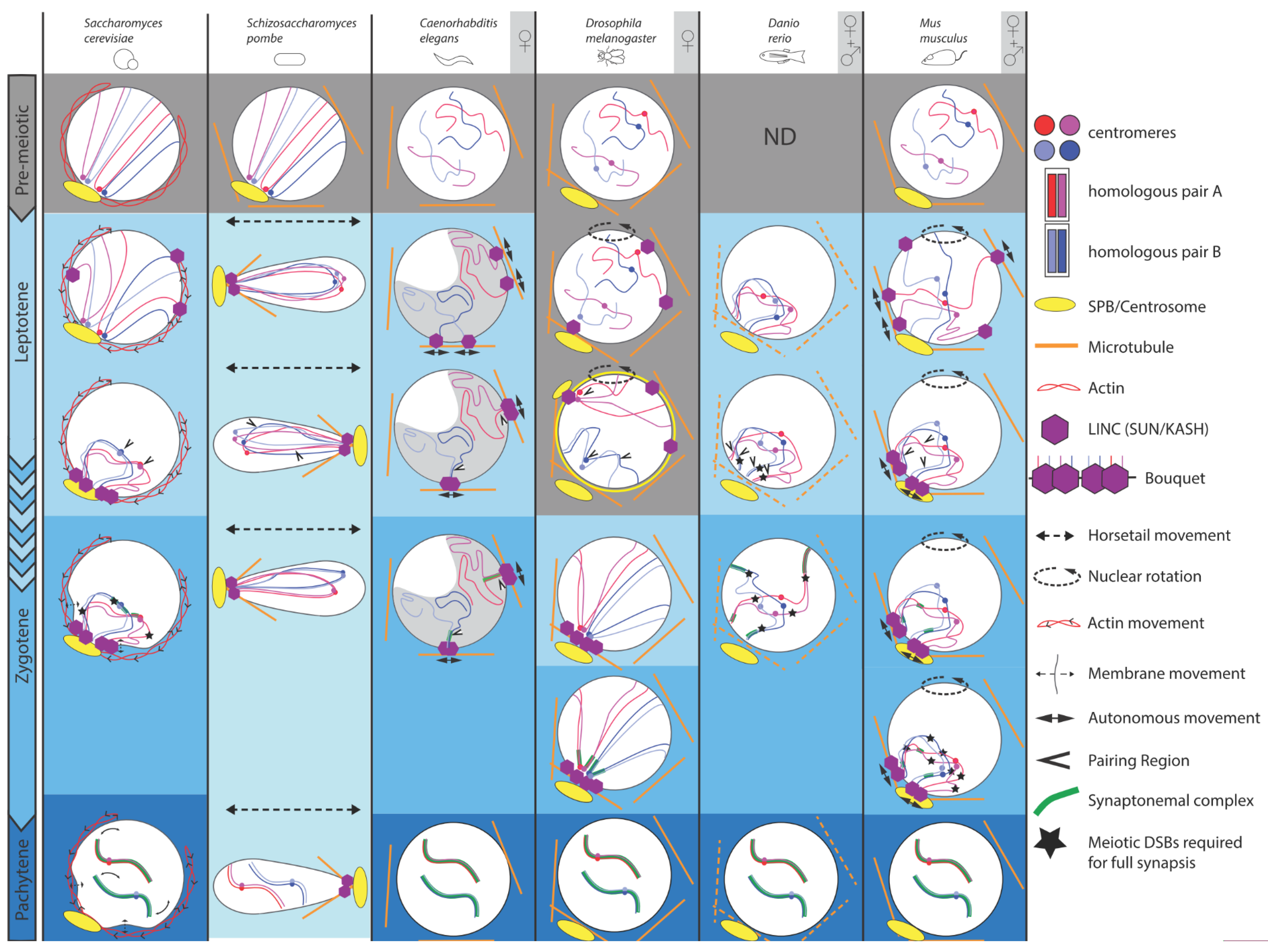 Cells | Free Full-Text | Mixing and Matching Chromosomes during Female  Meiosis