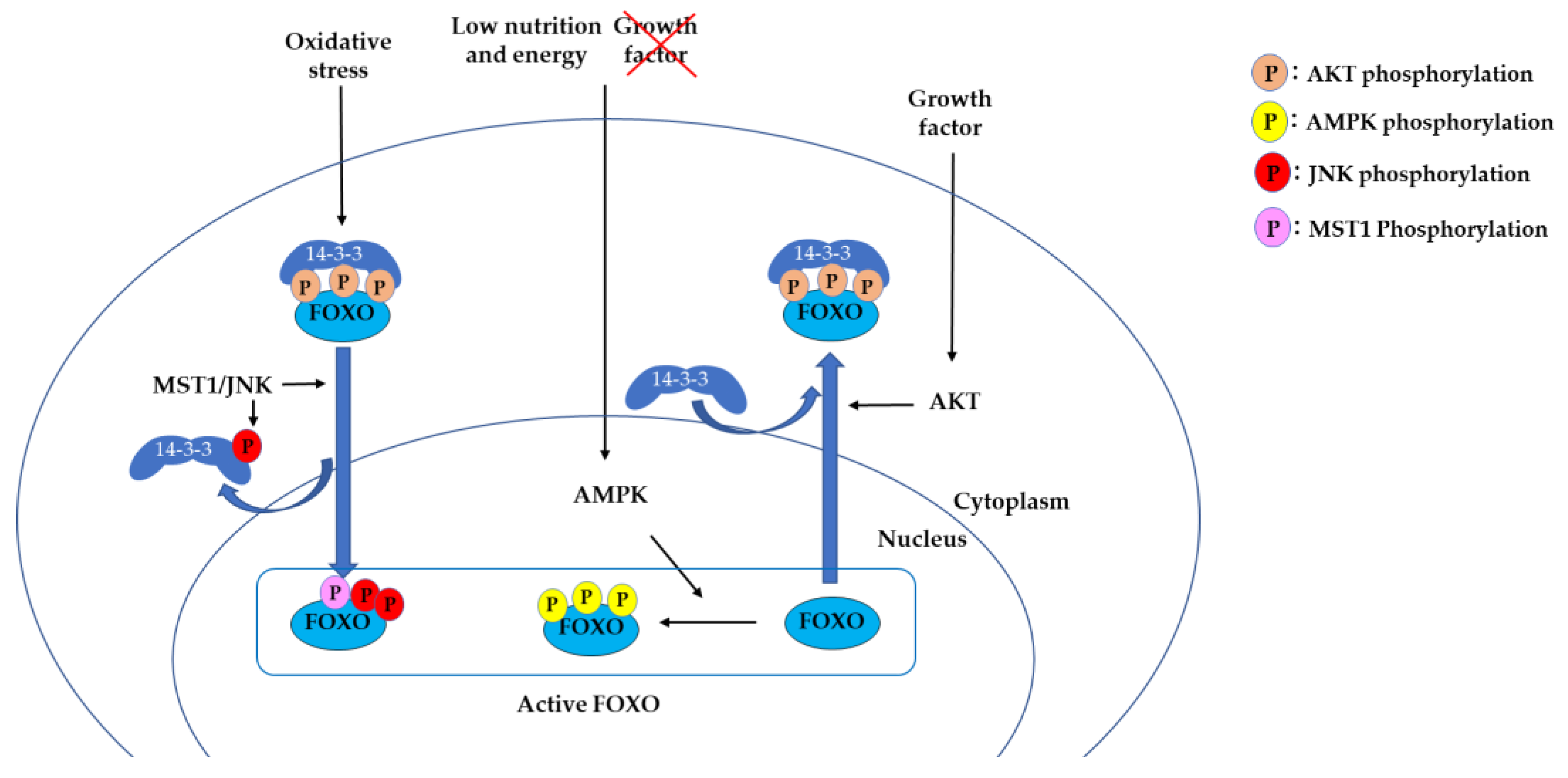 Cells | Free Full-Text | Tissue-Specific Metabolic Regulation of FOXO