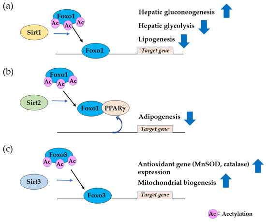 Tissue-Specific Metabolic Regulation of FOXO-Binding Protein: FOXO