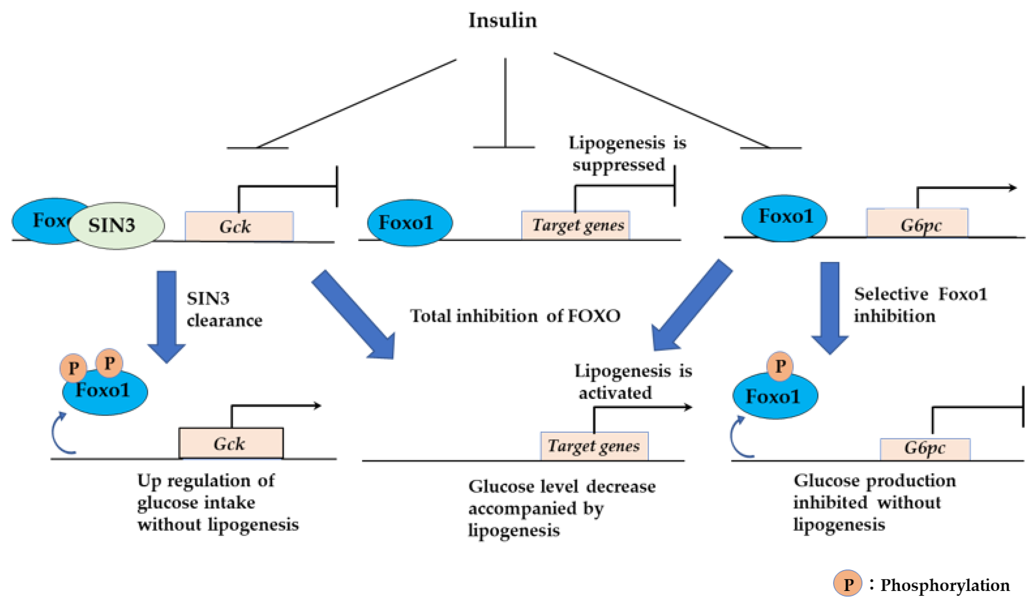 Cells 09 00702 g008 Cells 09 00702 g008